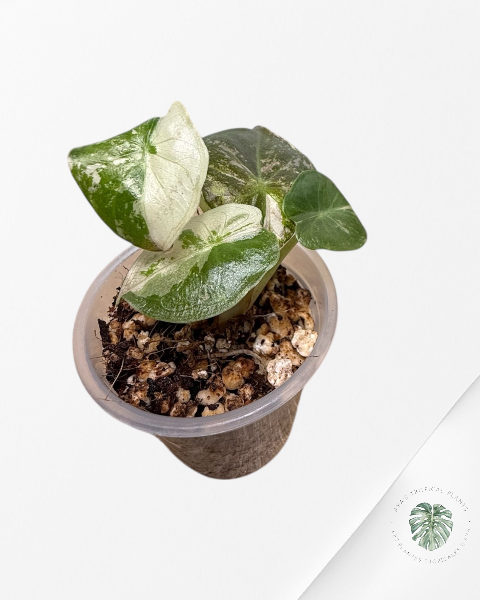 Alocasia Wentii Albo Pink Variegated