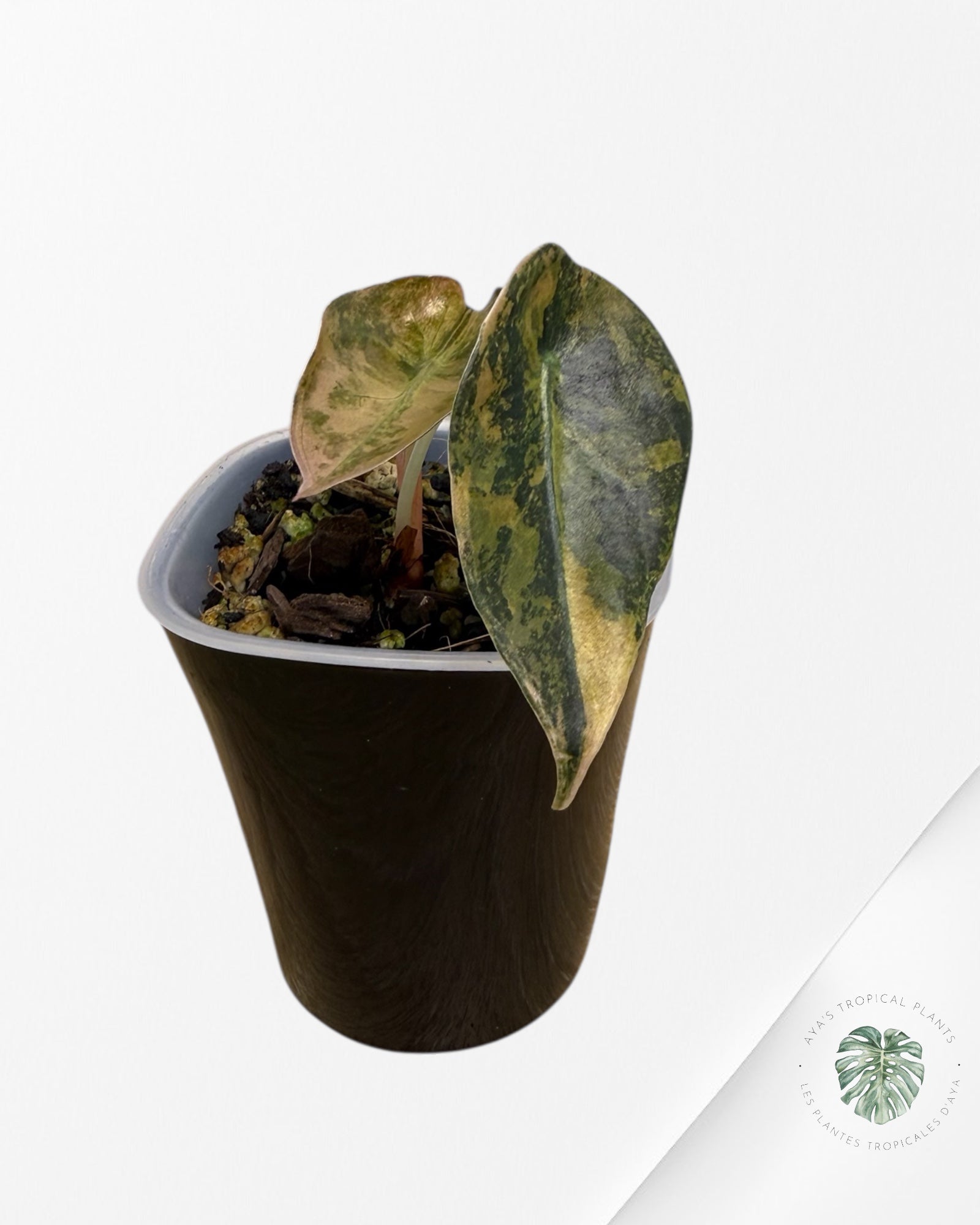 Alocasia Sedenii  Variegated Aurea