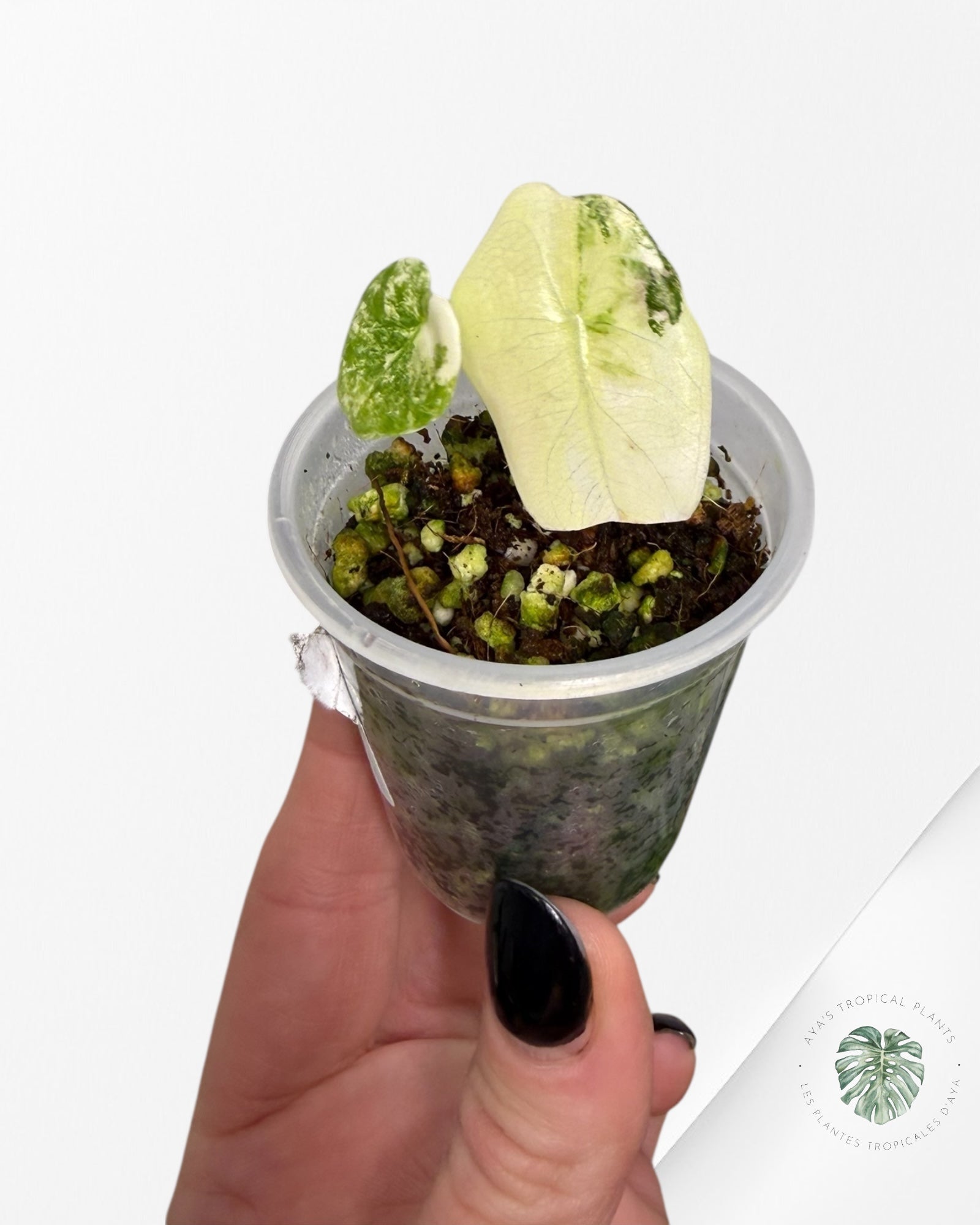 Alocasia Sedenii Aurea panachée