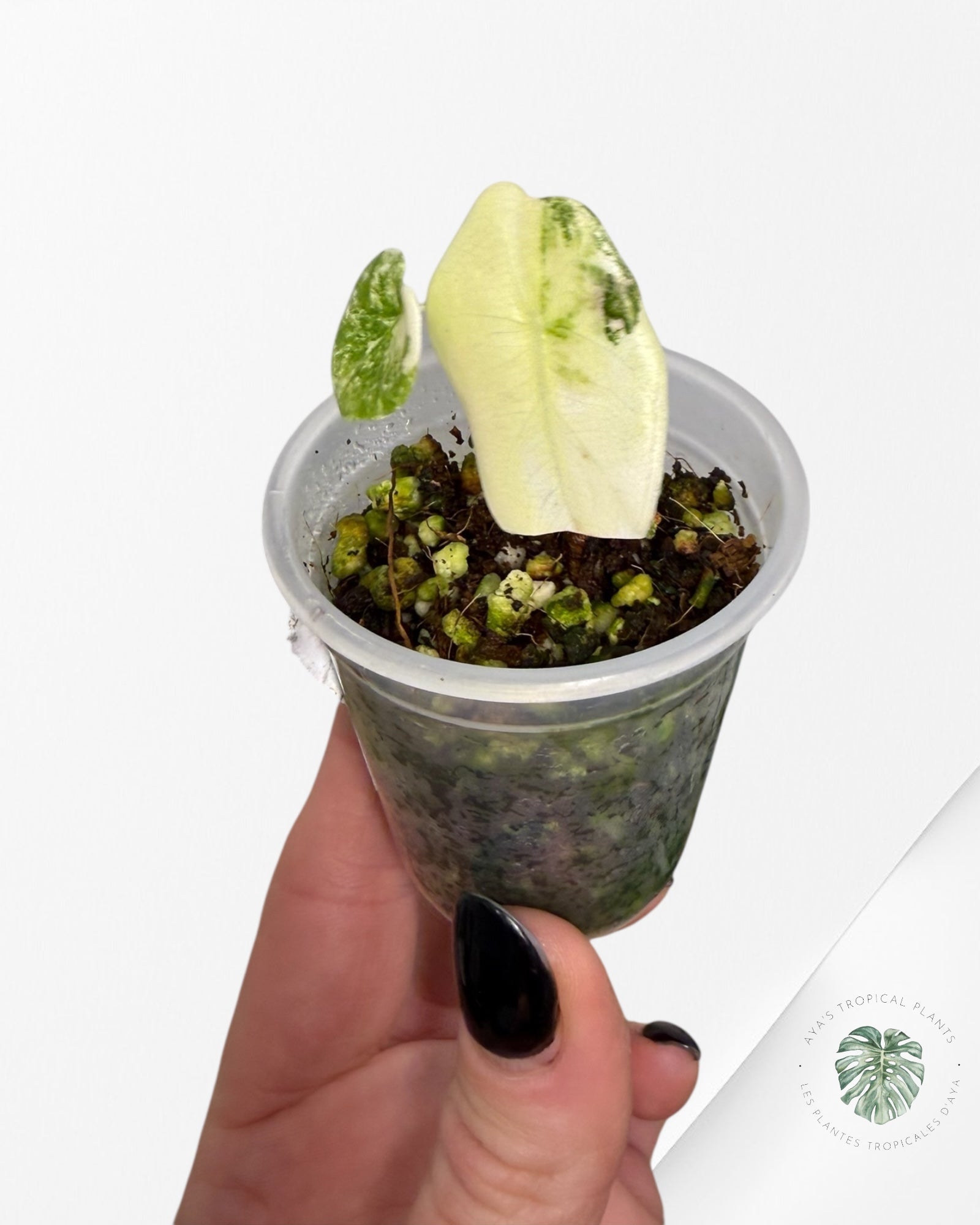 Alocasia Sedenii Aurea panachée