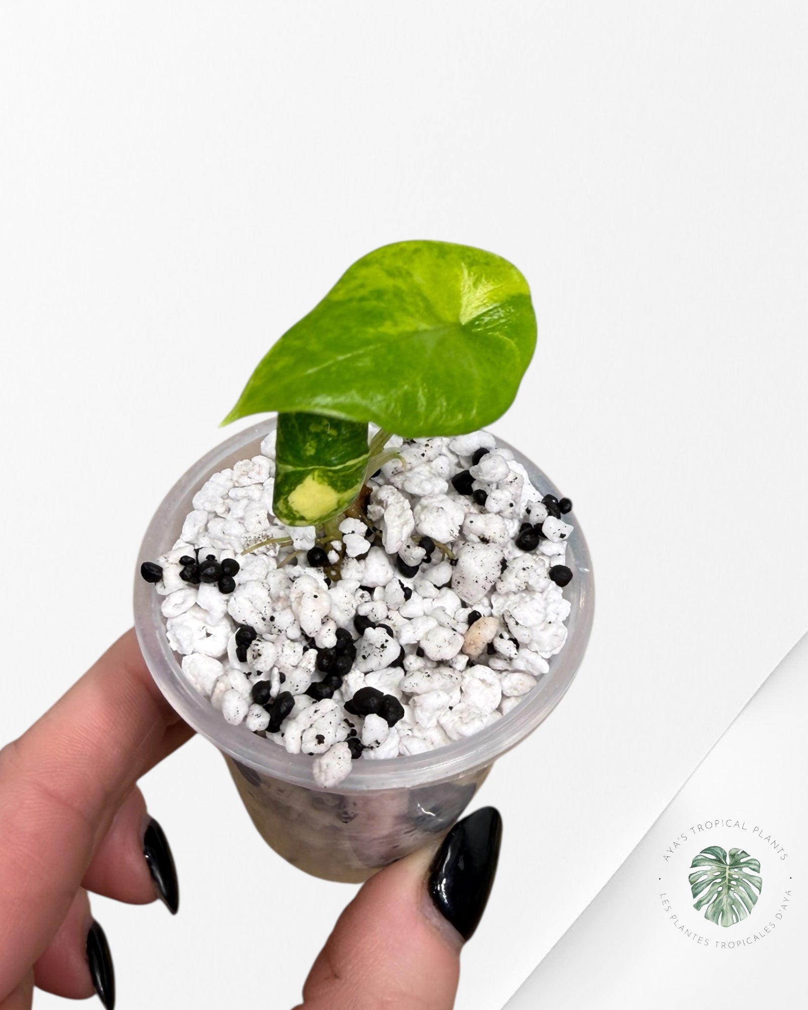 Alocasia Scalprum Aurea Variegated