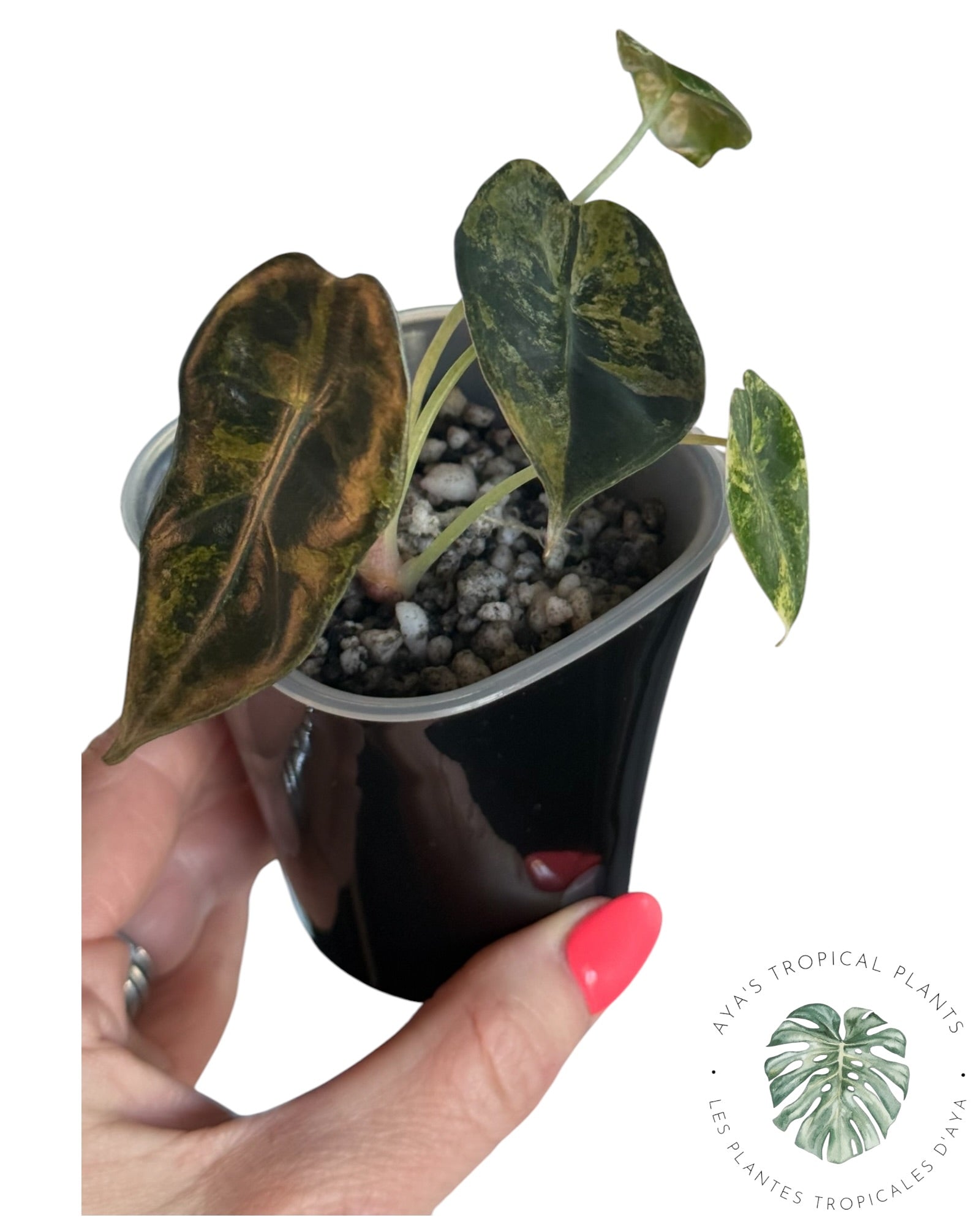Alocasia Sedenii Aurea Variegated