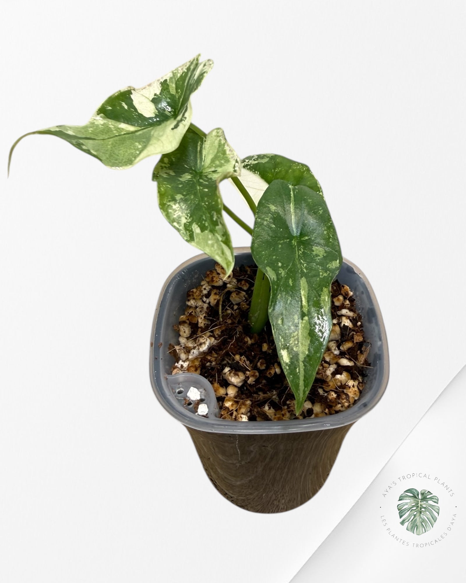 Alocasia Simpo Albo panachée | Plante rare cultivée en culture tropicale | Plantes tropicales d'Aya
