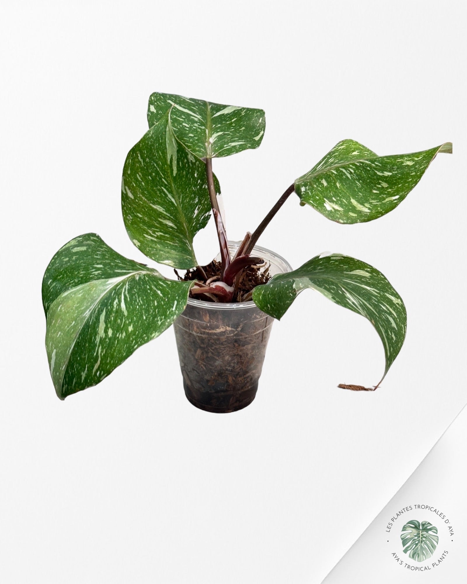 Philodendron White Knight Marble-A