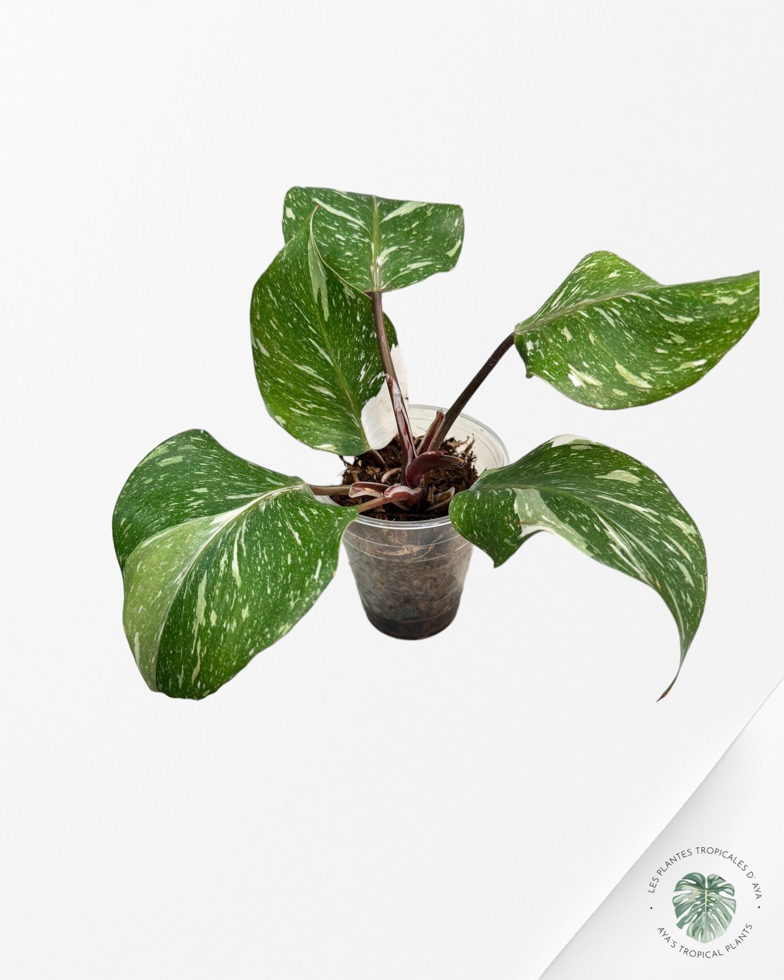 Philodendron White Knight Marble-A