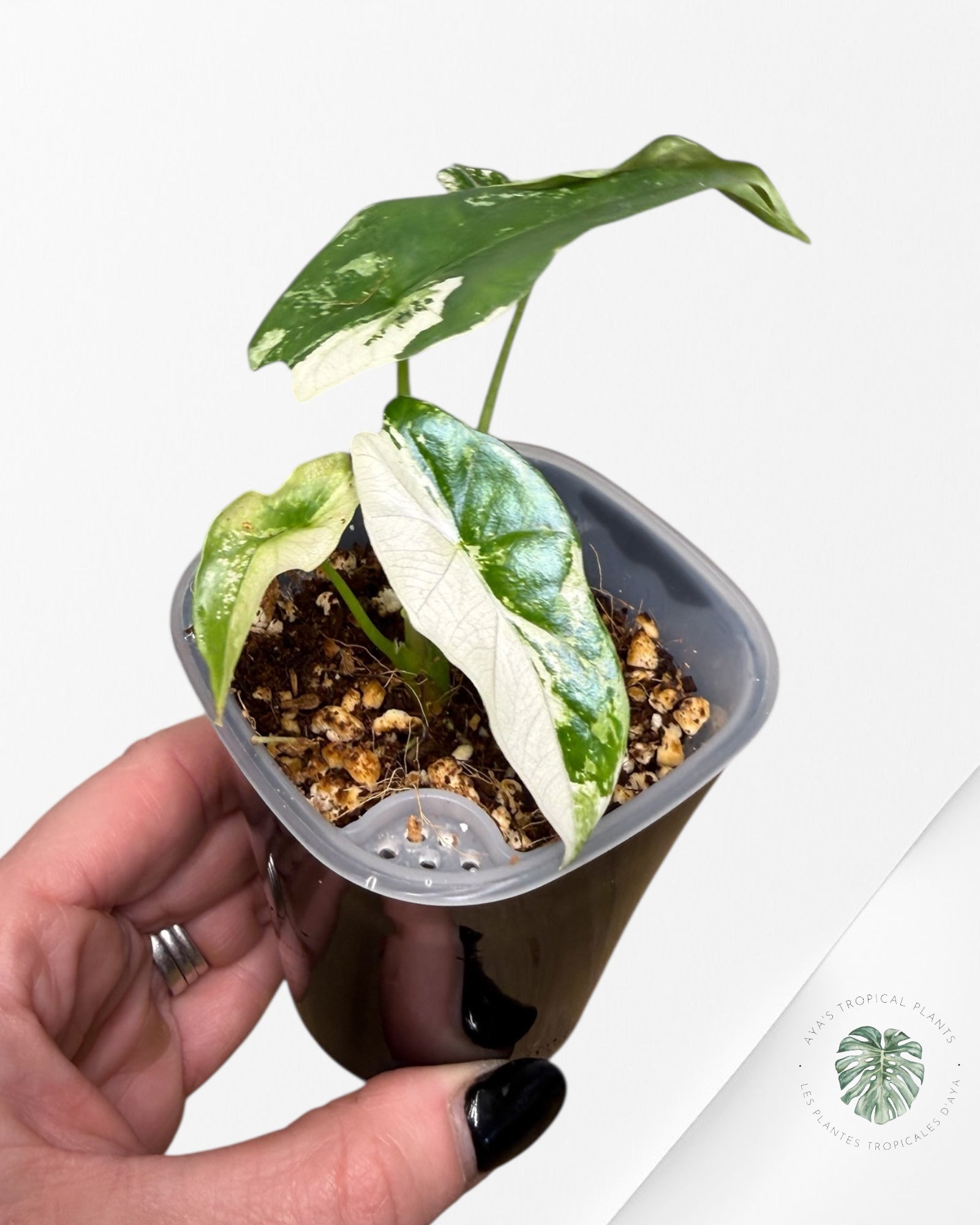 Alocasia Simpo Albo panachée | Plante rare cultivée en culture tropicale | Plantes tropicales d'Aya