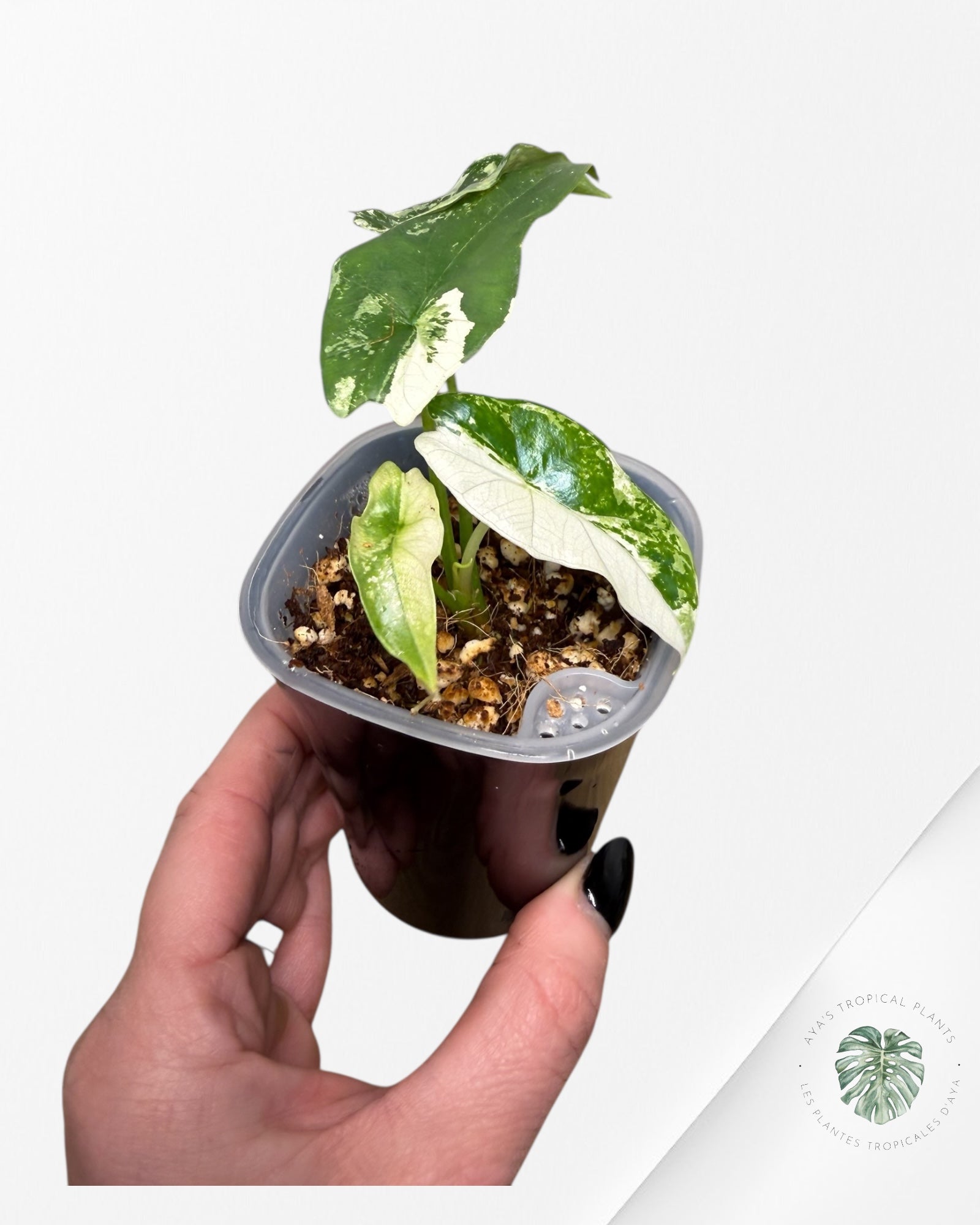 Alocasia Simpo Albo panachée | Plante rare cultivée en culture tropicale | Plantes tropicales d'Aya