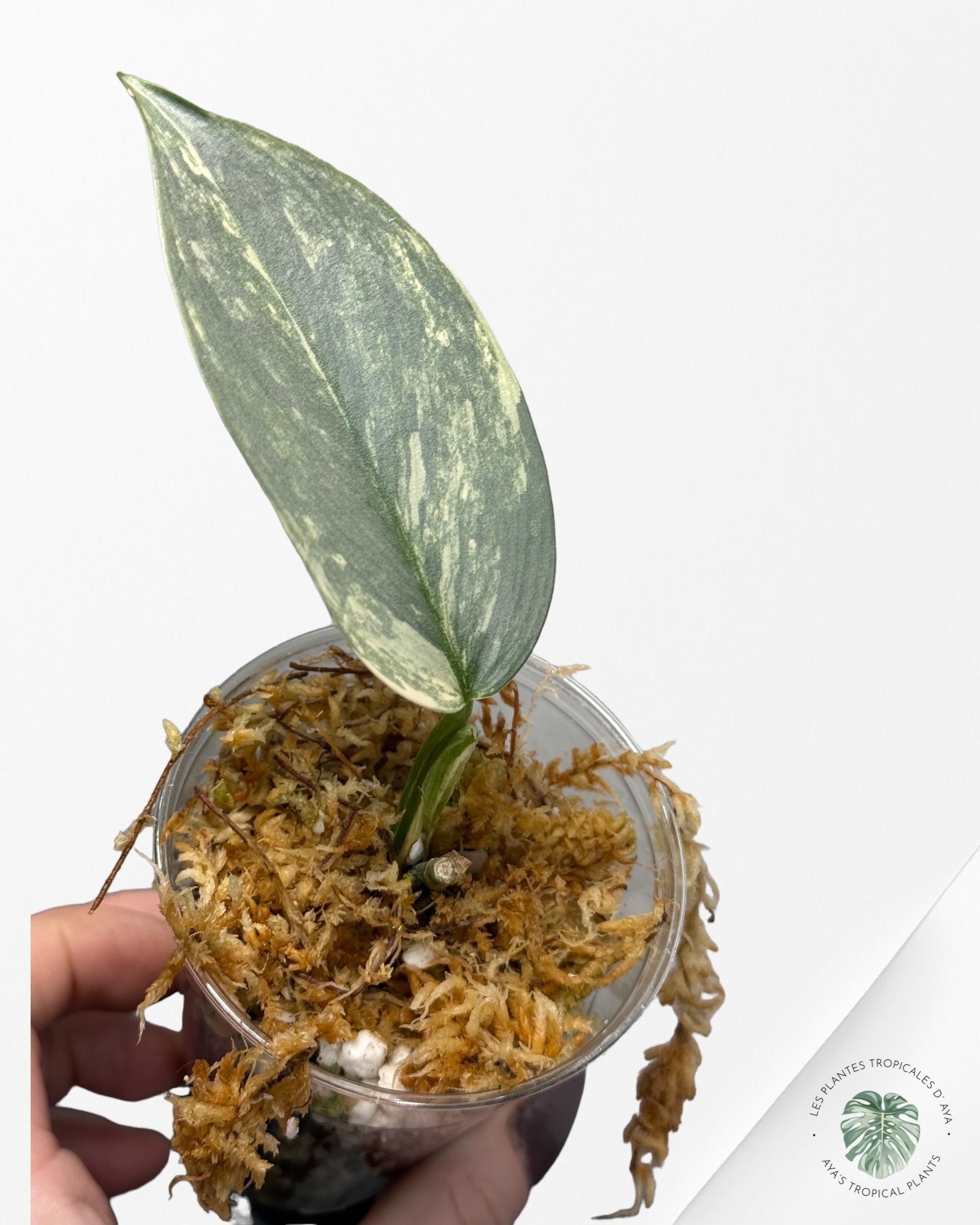 Philodendron Silver Sword Variegated