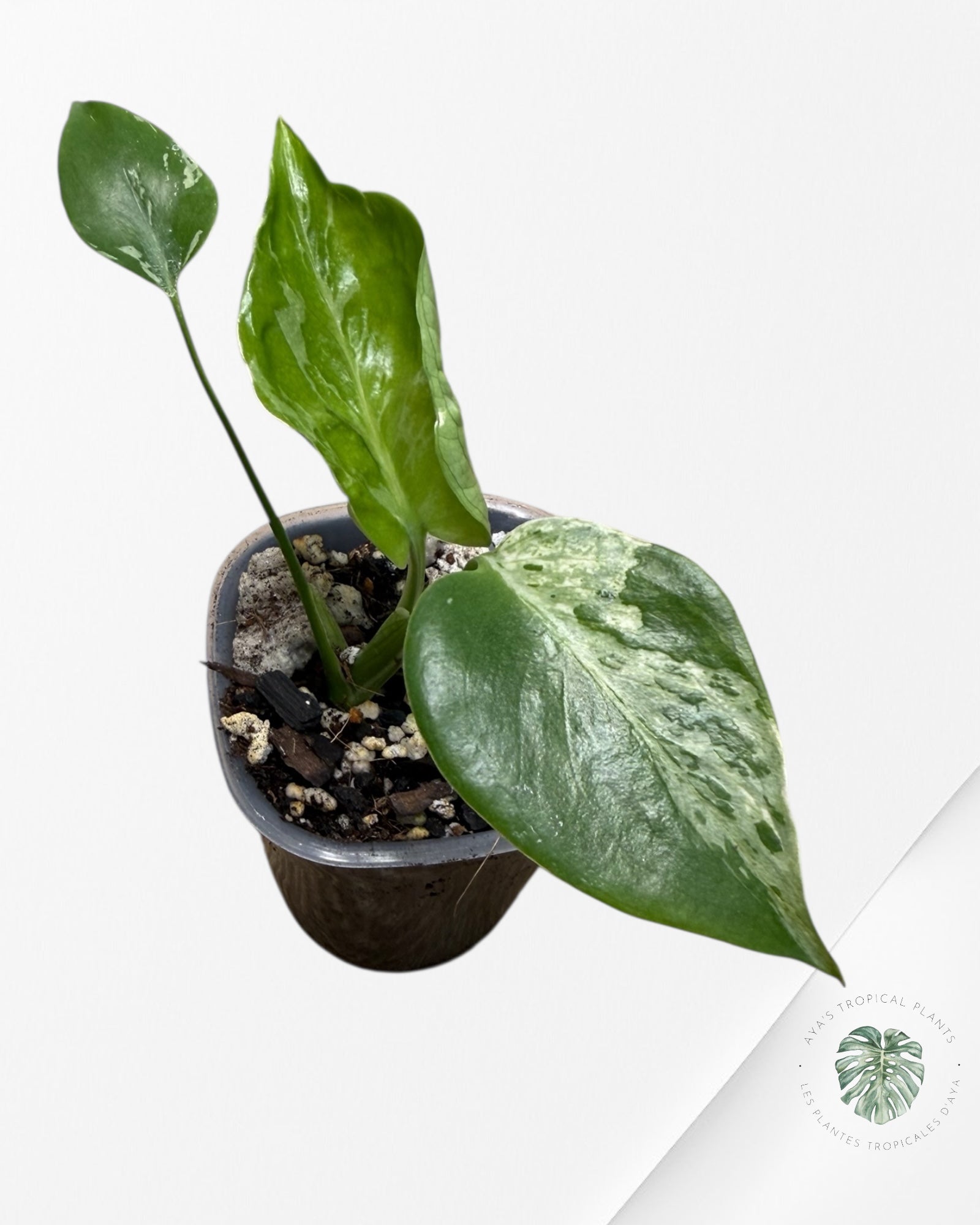 Monstera Deliciosa Bulbasaur