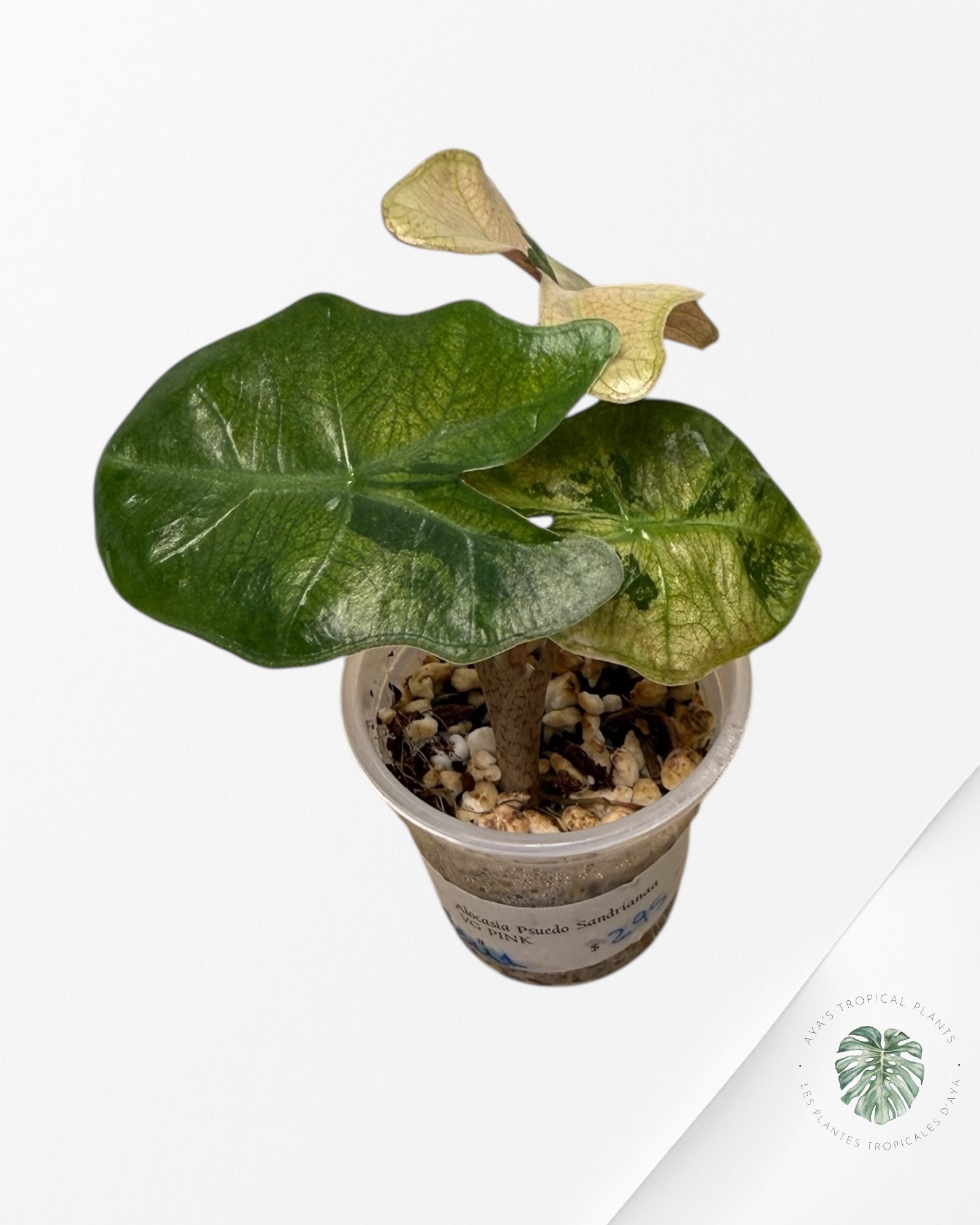 Alocasia Pseudo-Sanderiana panachée rose | Plante rare cultivée en culture tropicale | Plantes tropicales d'Aya