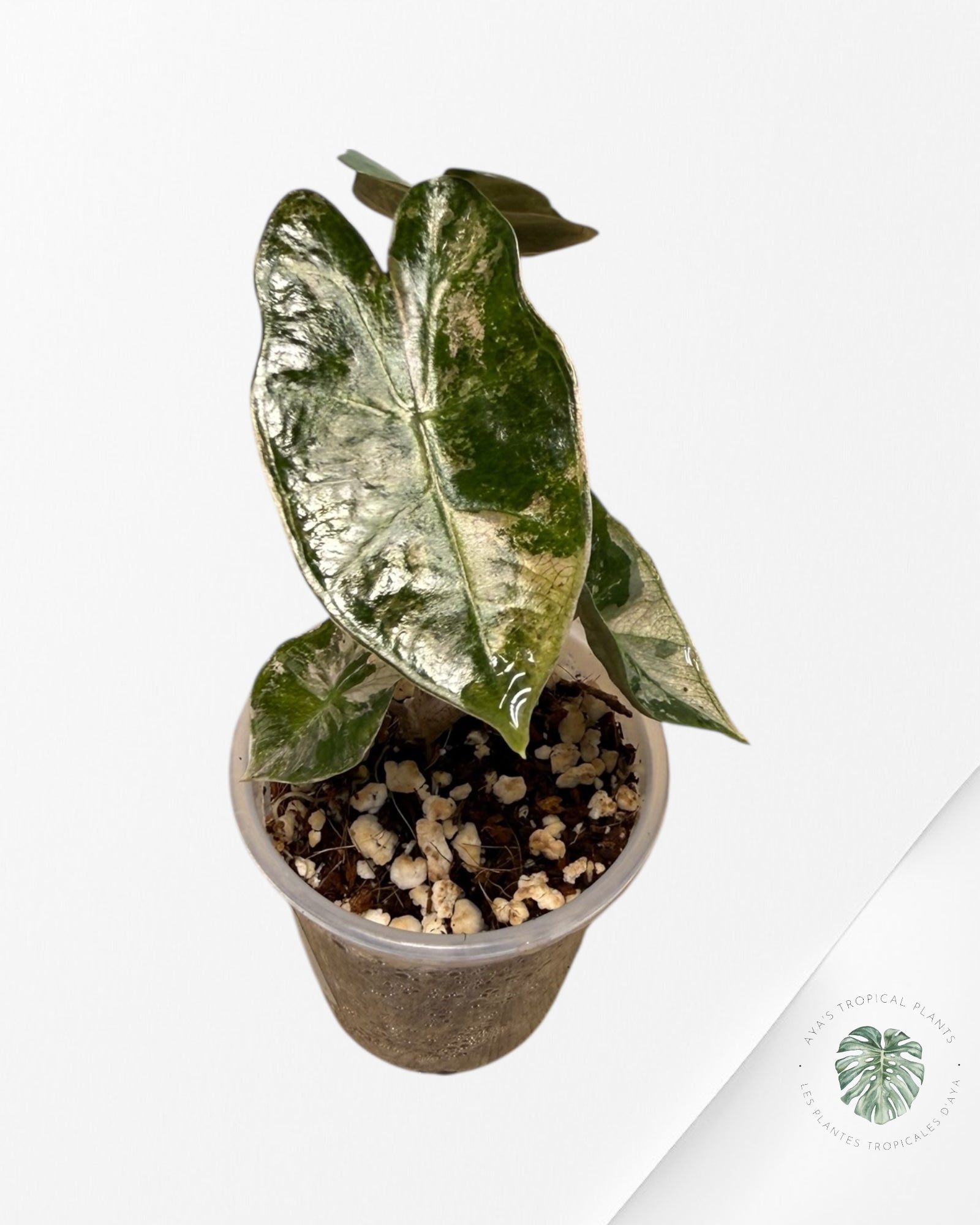 Alocasia Pseudo-Sanderiana Pink Variegated| Rare TC Plant| Aya's Tropical Plants