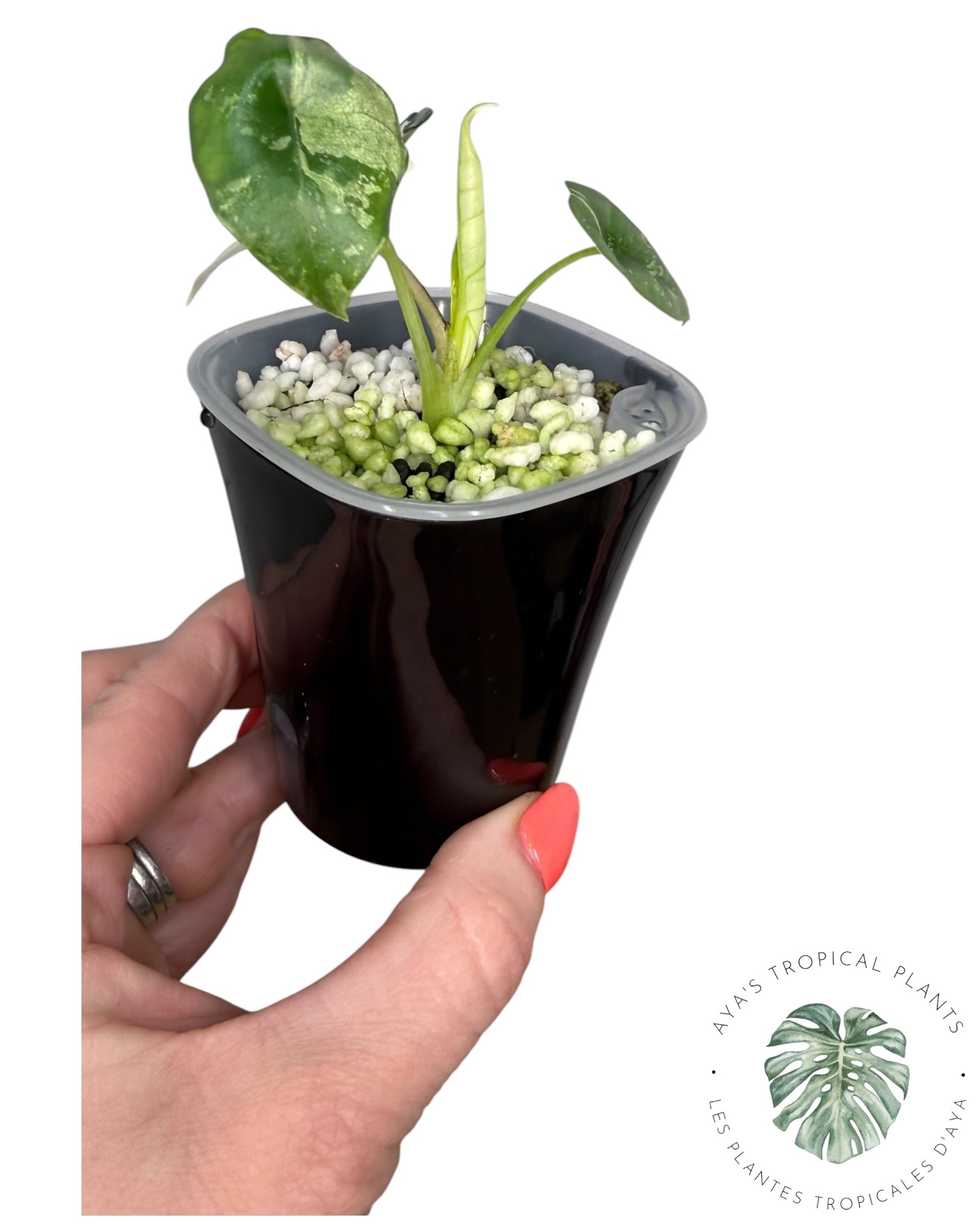 Alocasia Bisma Platinum Albo Variegated