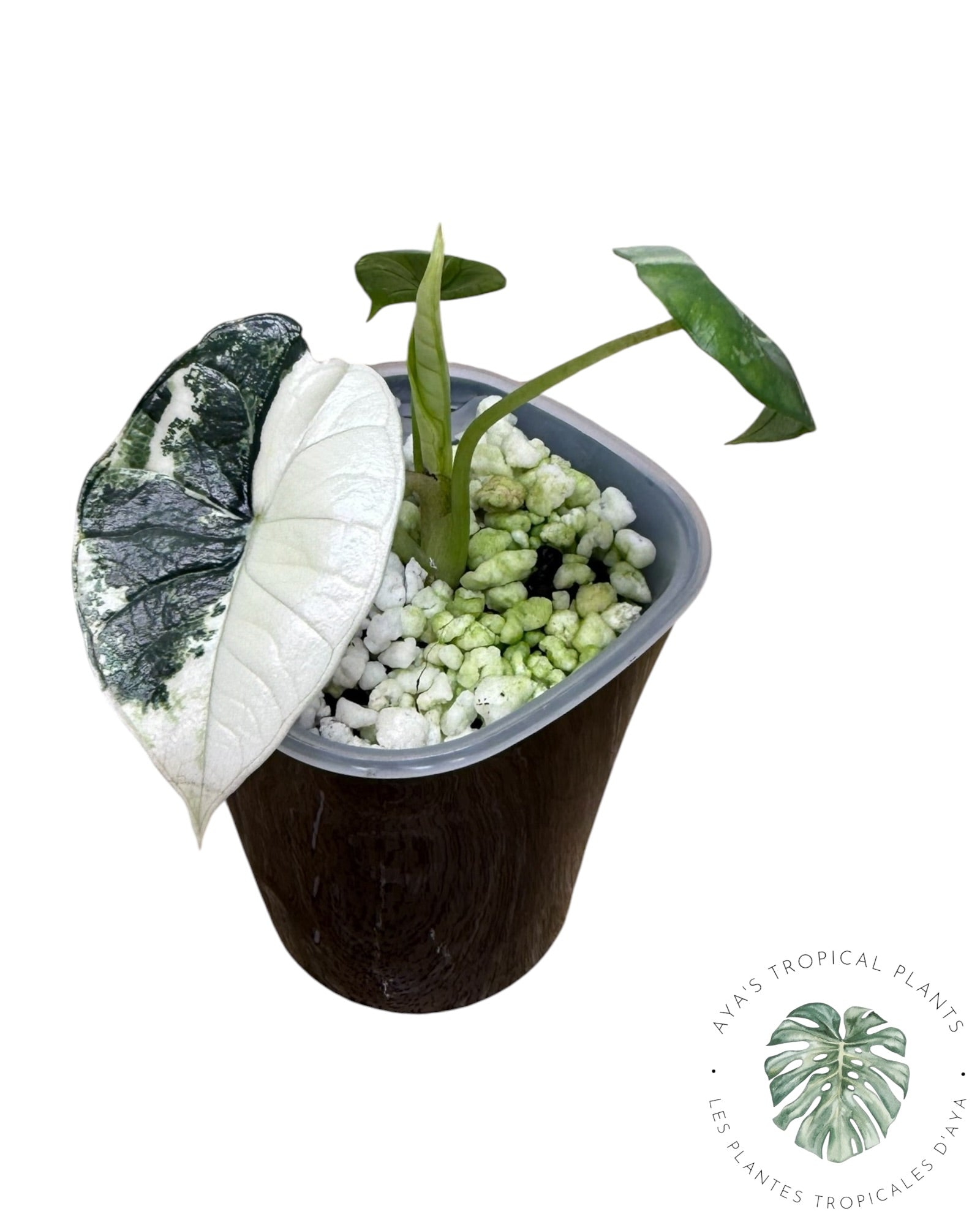 Alocasia Bisma Platinum Albo Variegated