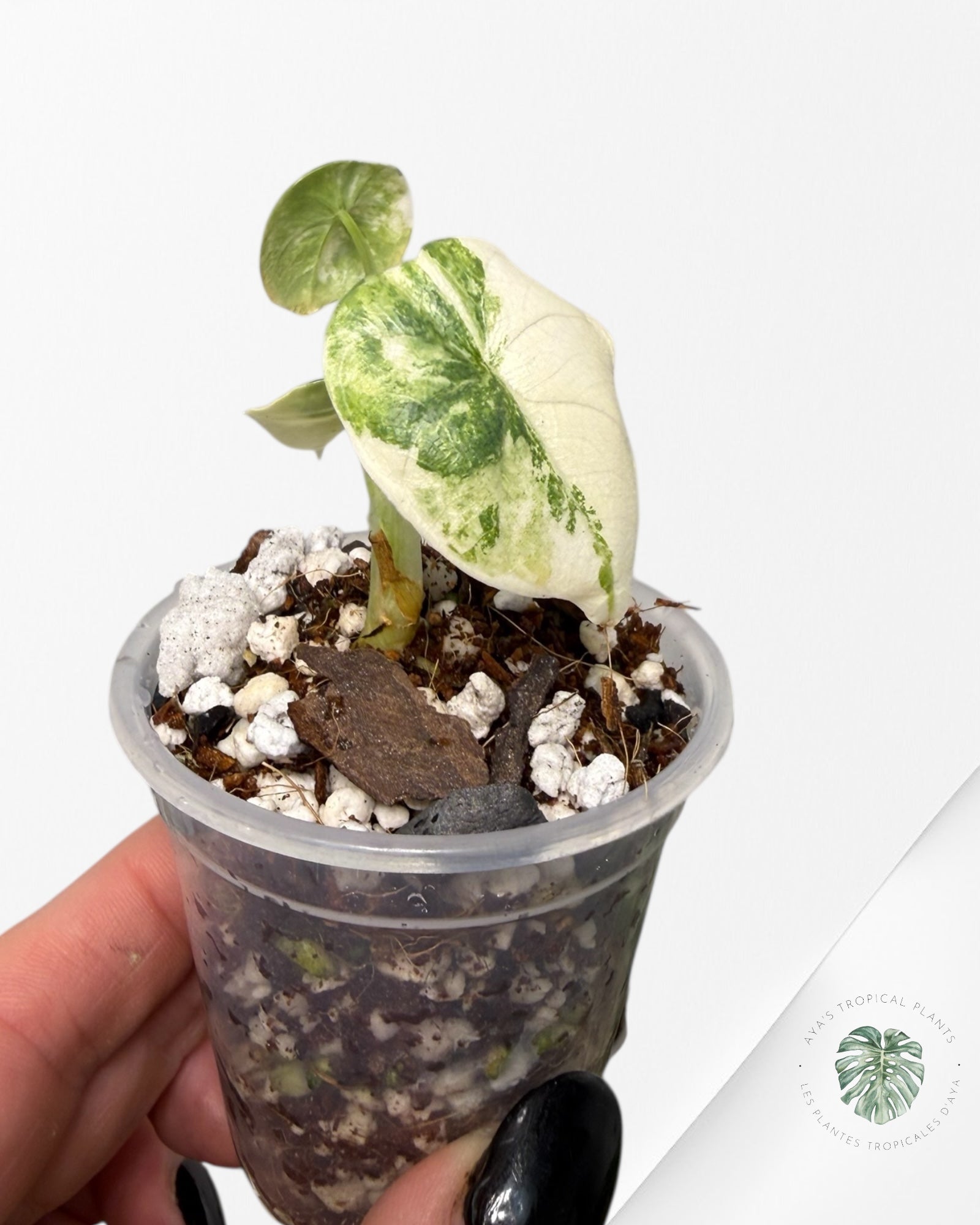 Alocasia Melo Variegated Aurea | Plante rare cultivée en culture tropicale | Plantes tropicales d'Aya