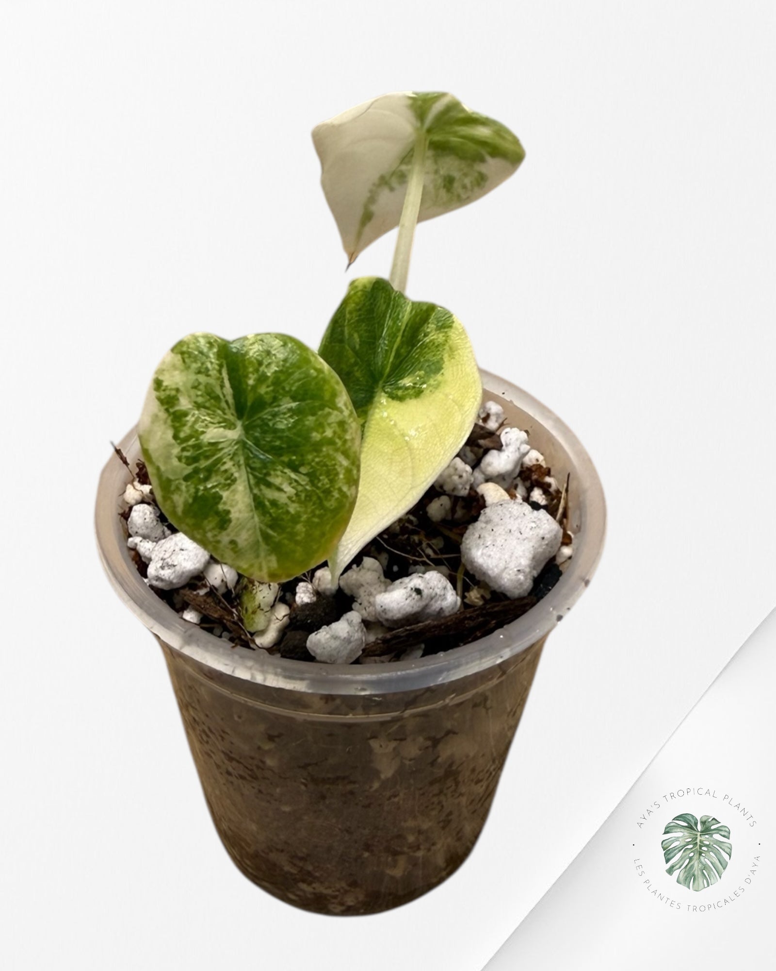 Alocasia Melo Variegated Aurea| Rare TC Plant| Aya's Tropical Plants