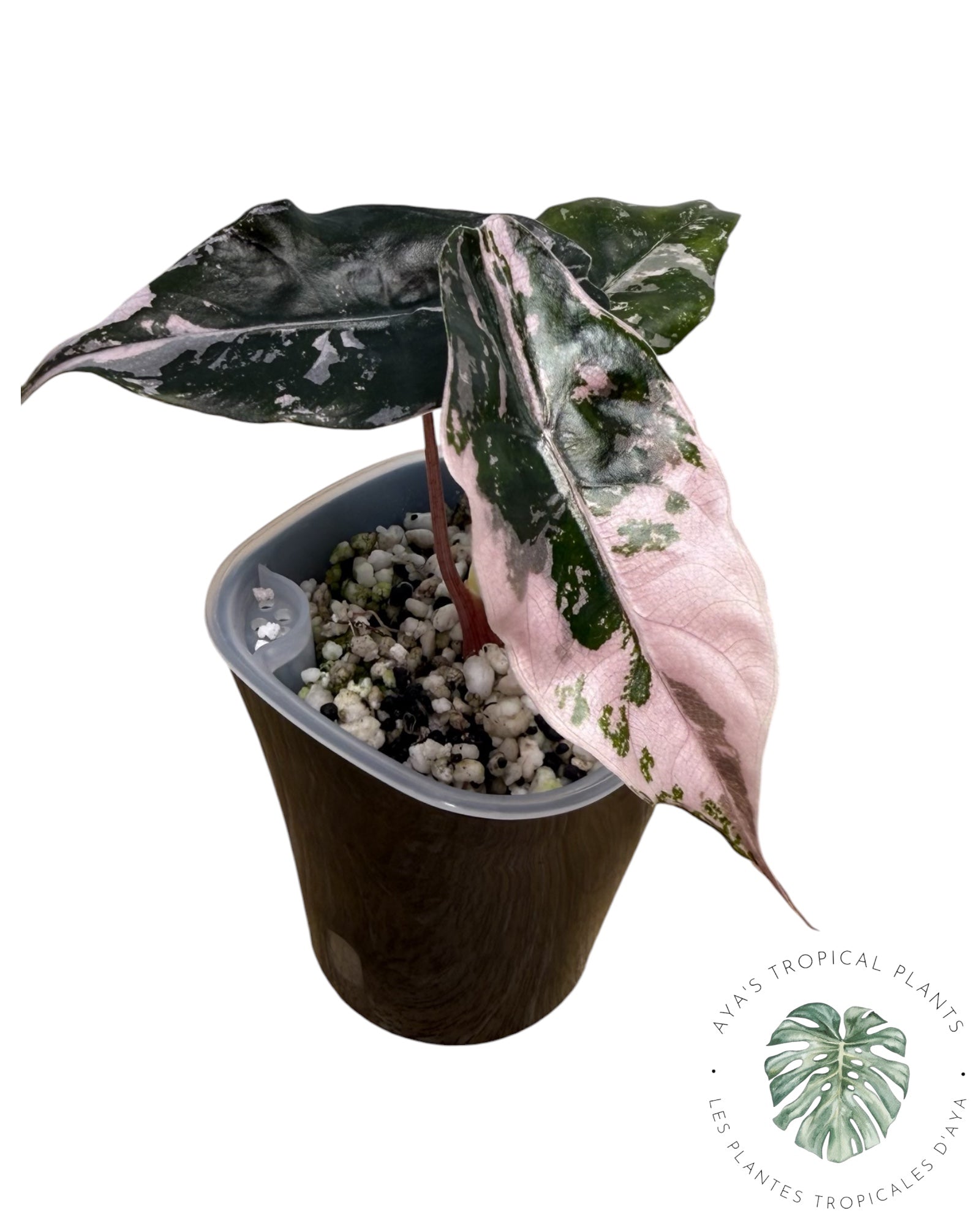 Alocasia Chantrieri Pink Variegated