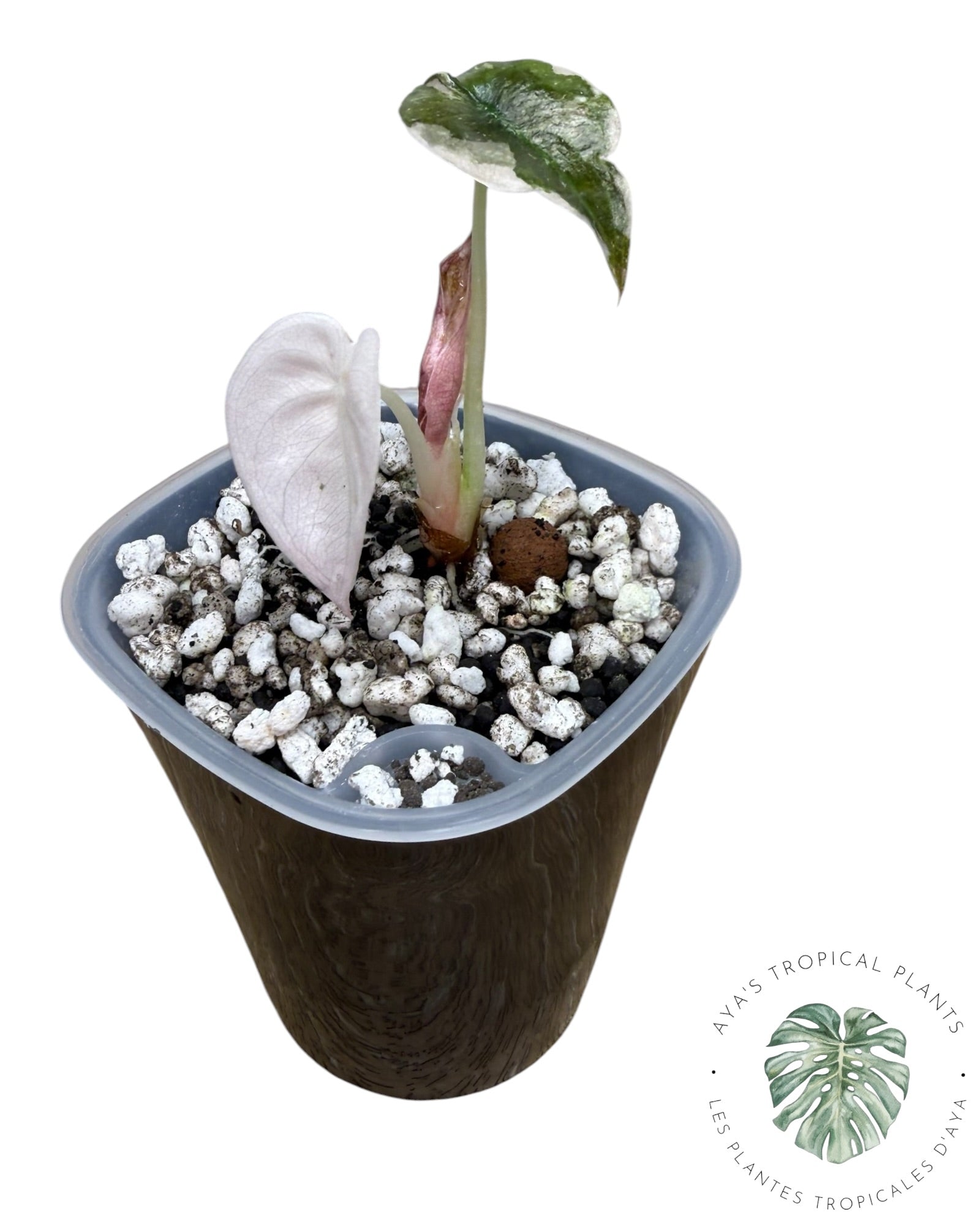 Alocasia Cuprea Pink Albo Variegated