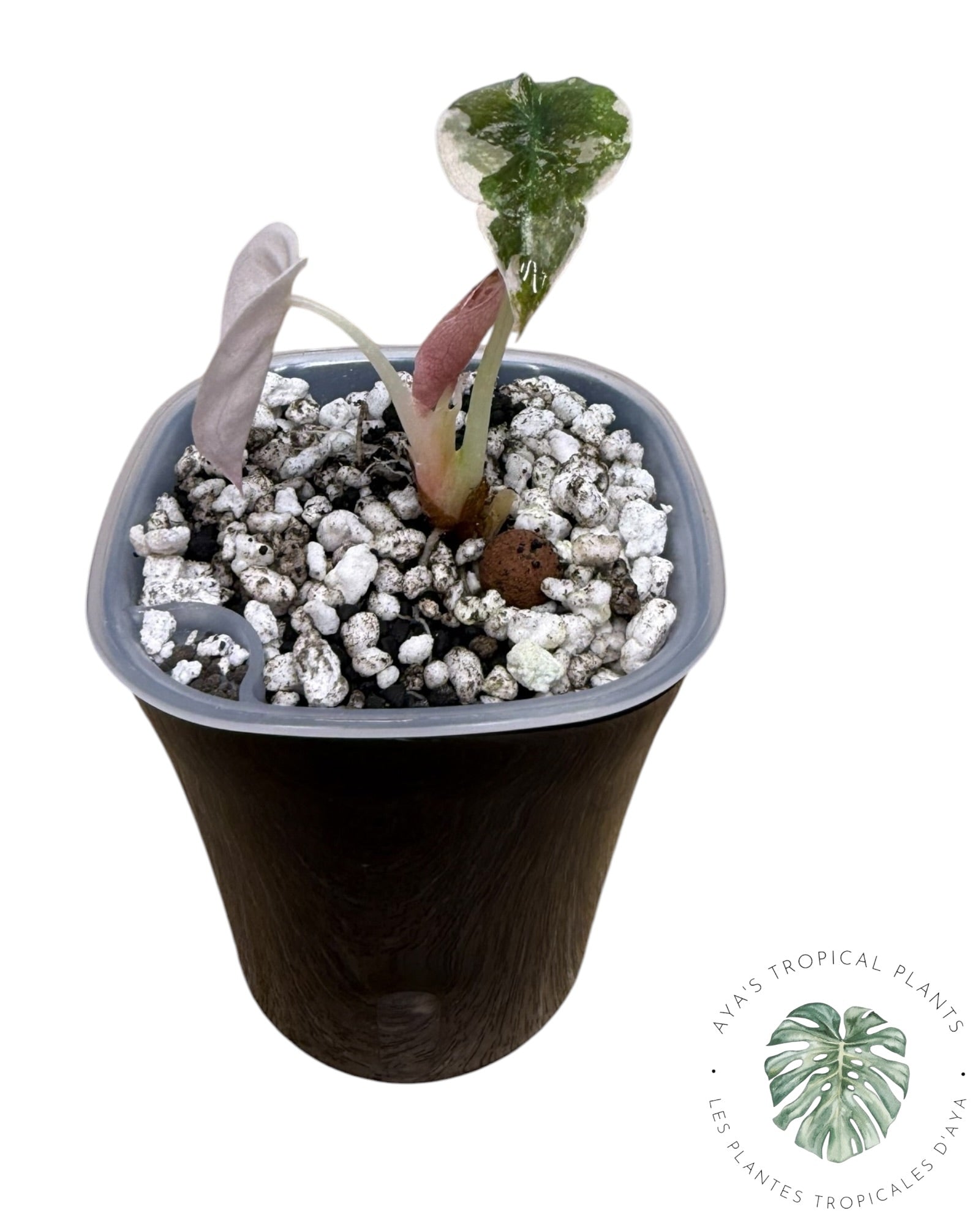 Alocasia Cuprea Pink Albo Variegated