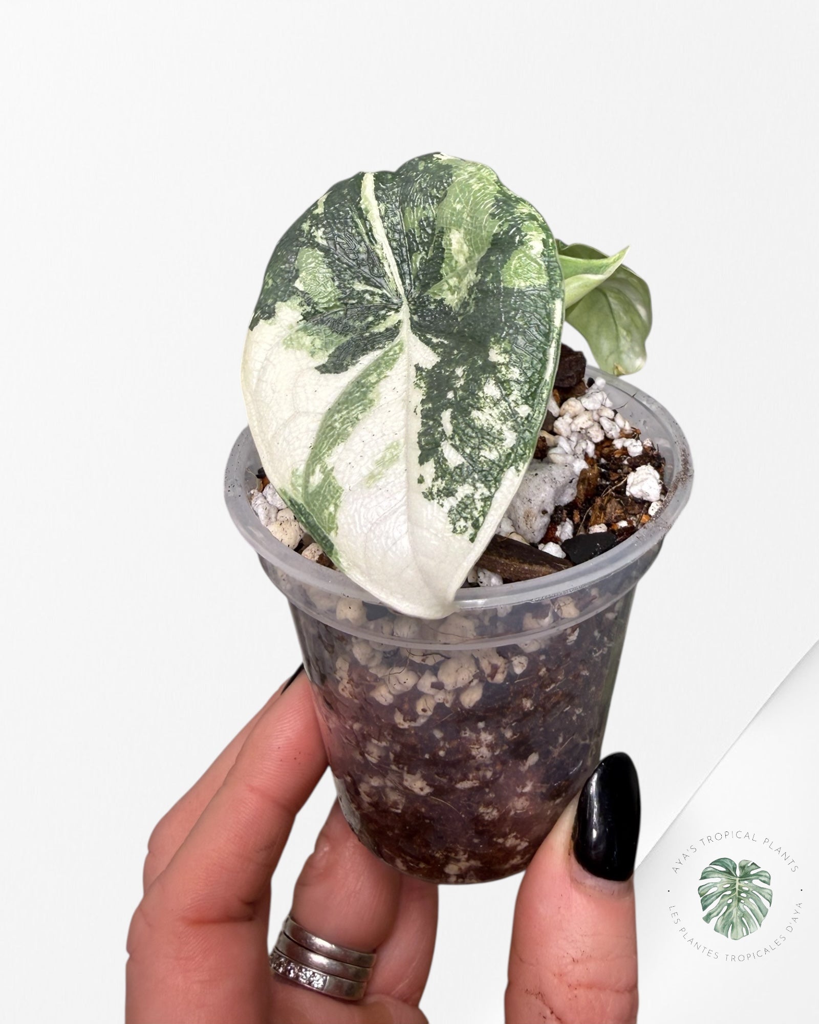 Alocasia Melo Albo Variegated | Rare TC Plant| Aya's Tropical Plants