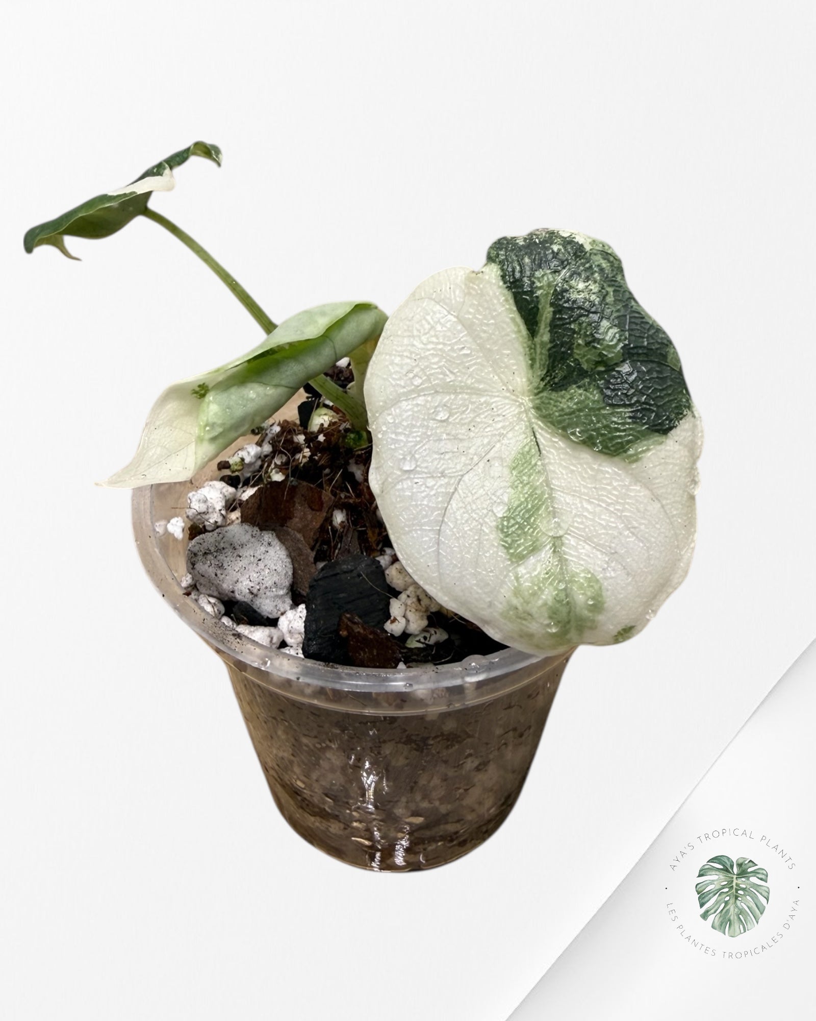 Alocasia Melo Variegated Albo| Rare TC Plant| Aya's Tropical Plants