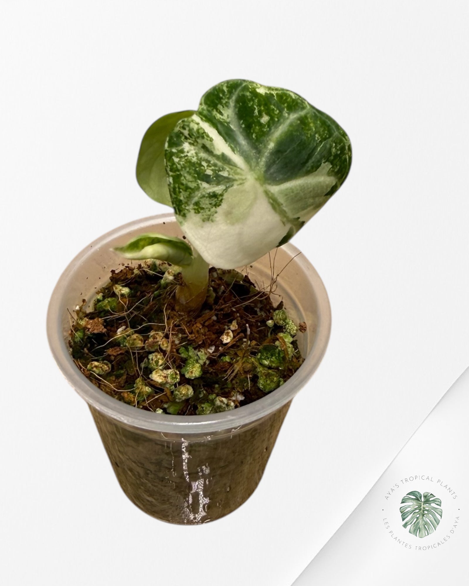 Alocasia Ninja Variegated Albo | Rare TC Plant| Aya's Tropical Plants