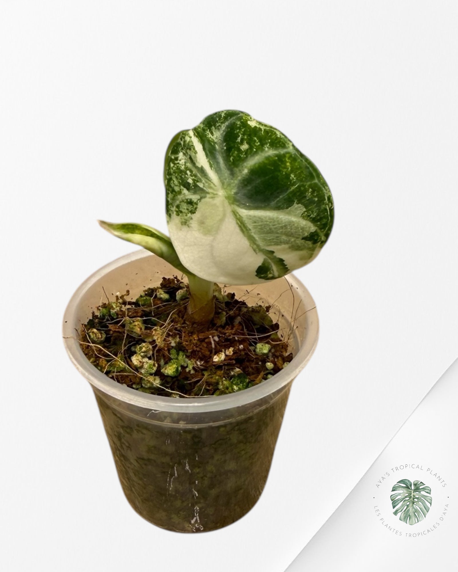 Alocasia Ninja Variegated Albo | Rare TC Plant| Aya's Tropical Plants