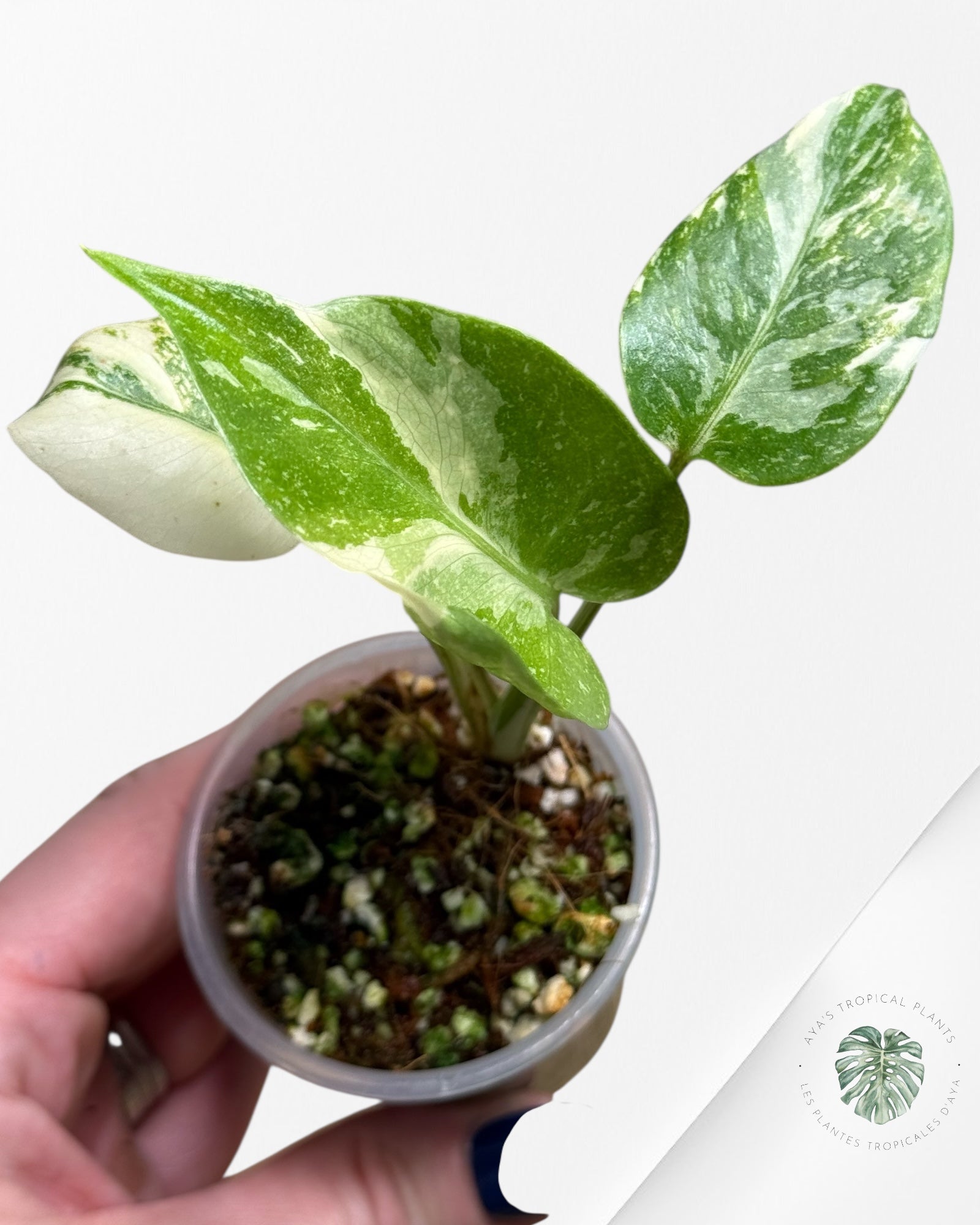 Monstera Thai Constellation Creme Brûlée (Grade A) - 24N