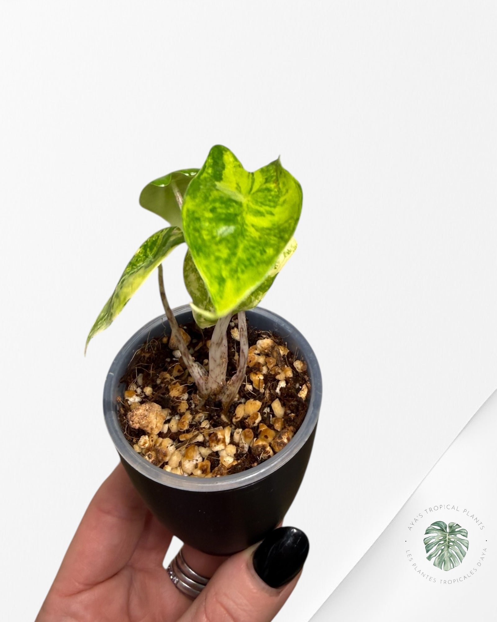 Alocasia Zebrina Thomas Variegated| Rare TC Plant | Aya's Tropical Plants