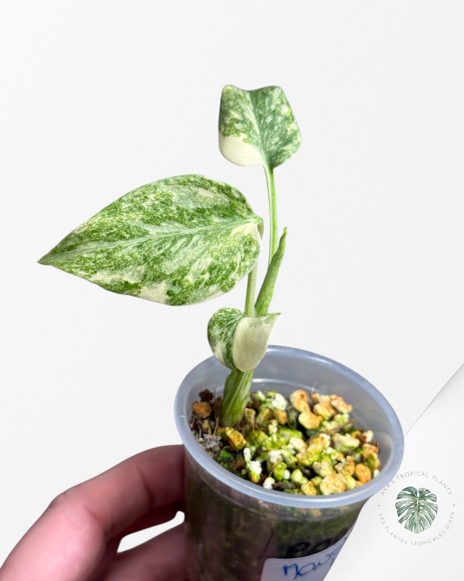 Monstera Thai Constellation Creme Brûlée (Grade A) - 24N