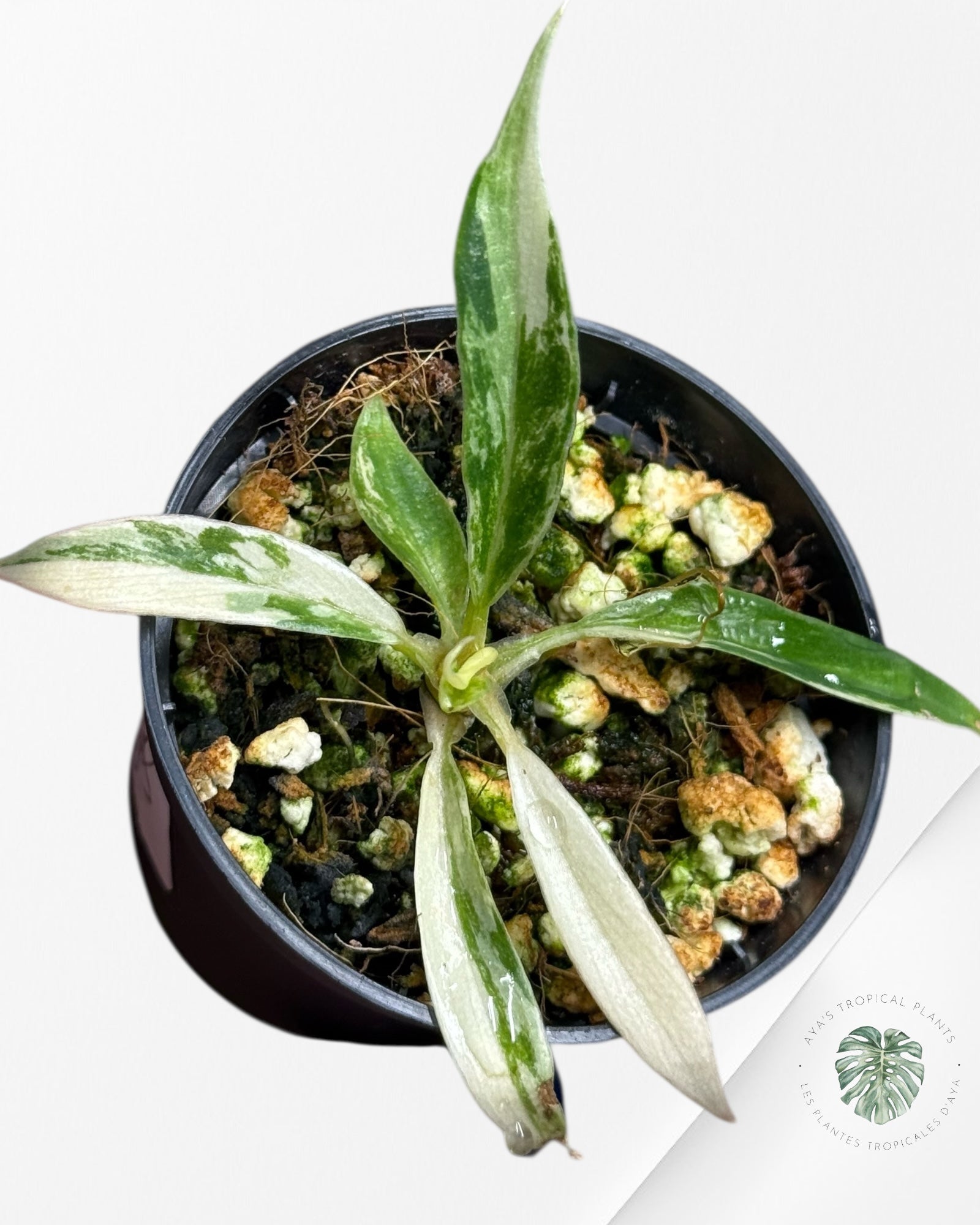 Philodendron Tortum Variegated - TC3