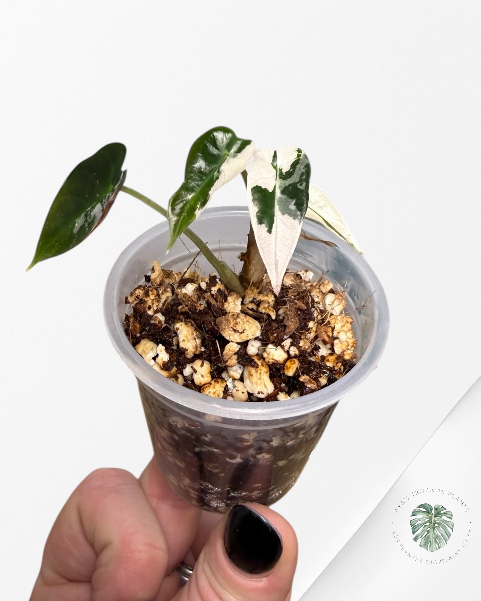 Alocasia Bambino Variagated Pink | Rare TC Plant| Aya's Tropical Plants