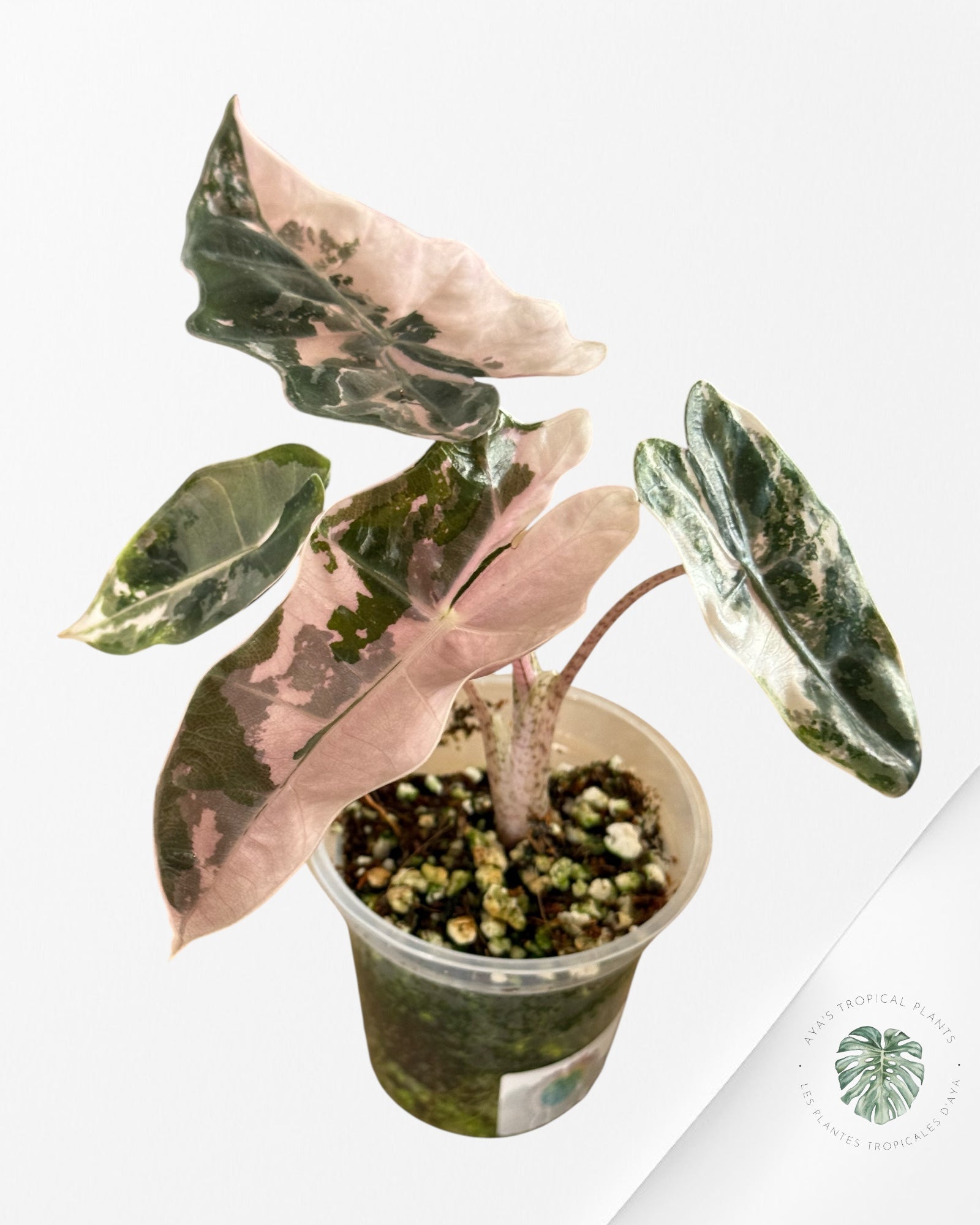 Alocasia Pseudo Sanderiana Albo/Pink - 333