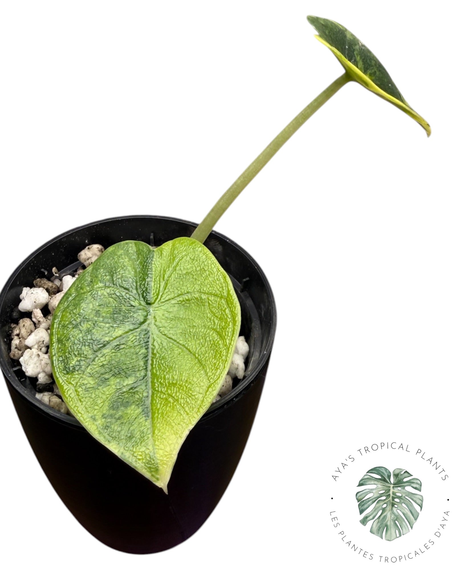 Alocasia Melo Aurea long form