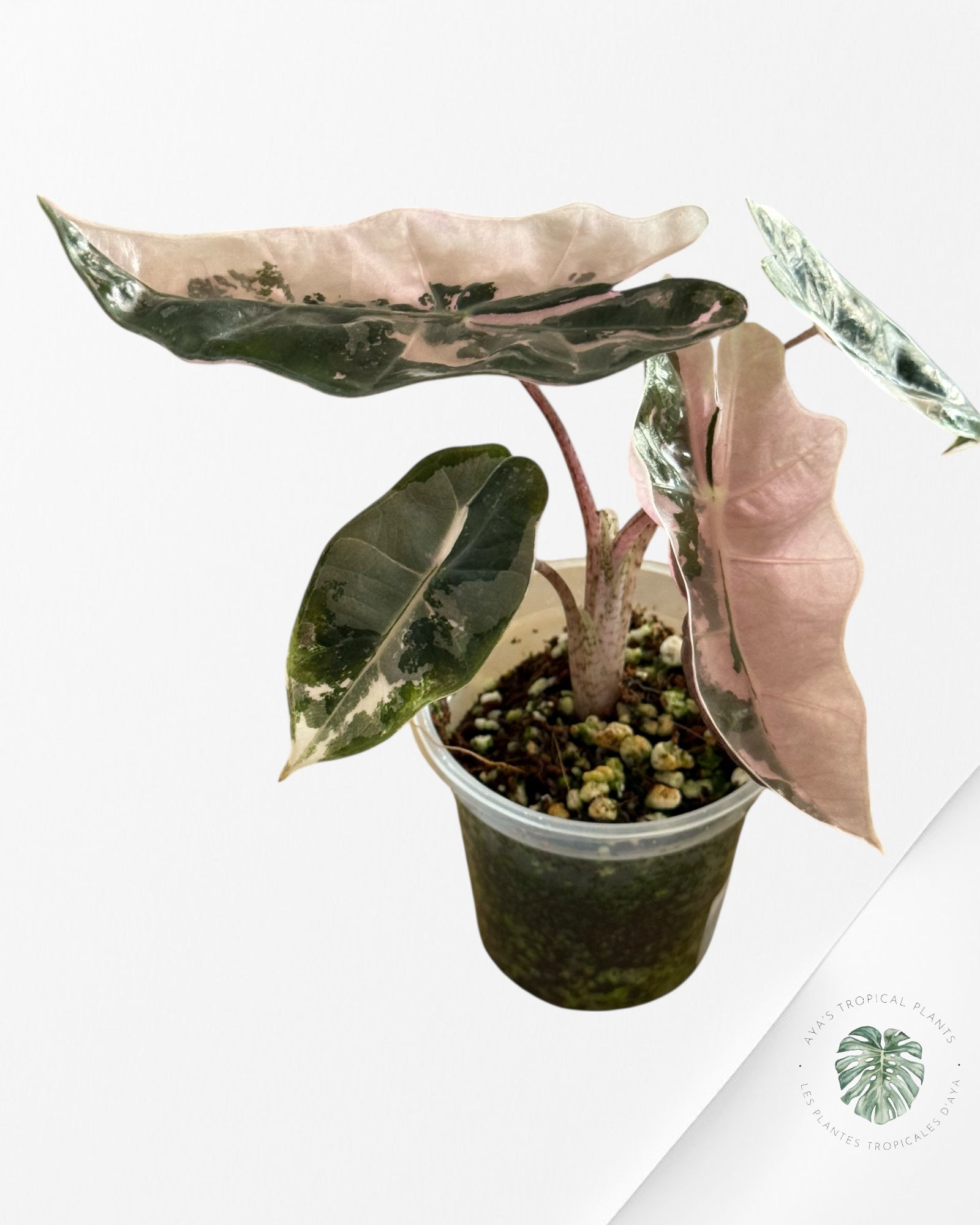Alocasia Pseudo Sanderiana Albo/Pink - 333
