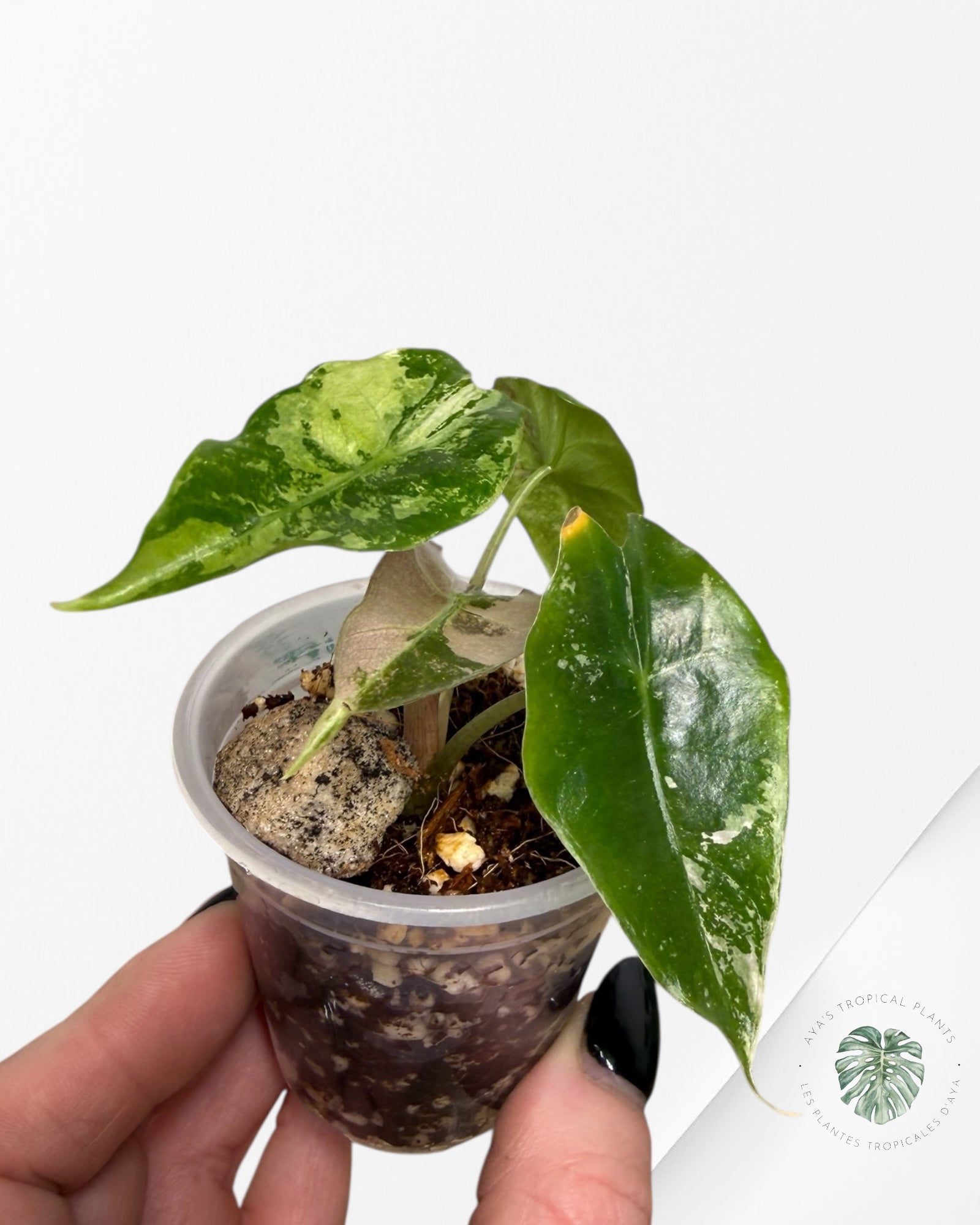 Alocasia Polly Pink Variegated| Rare TC Plant| Aya's Tropical Plants