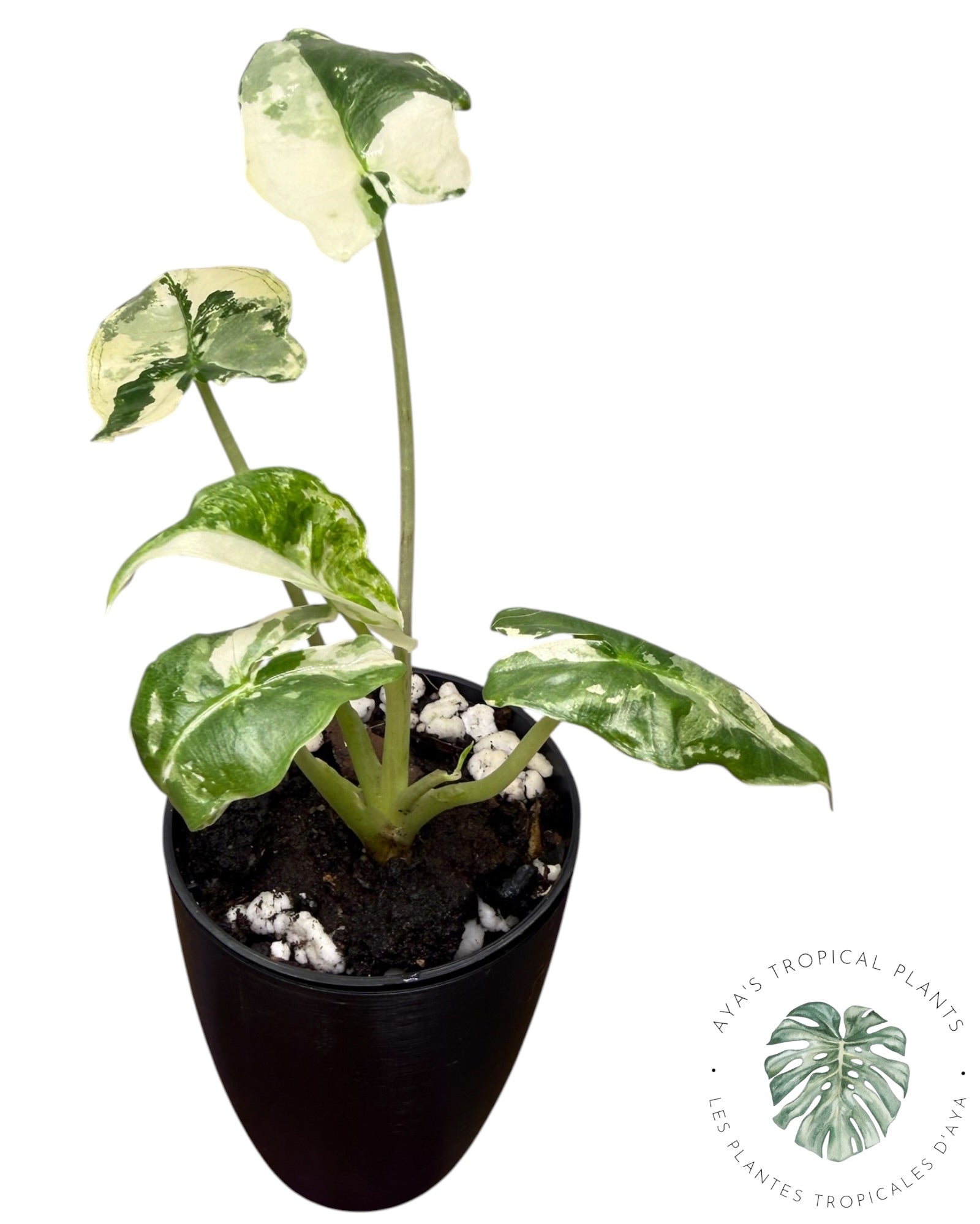 Alocasia Sarian Albo