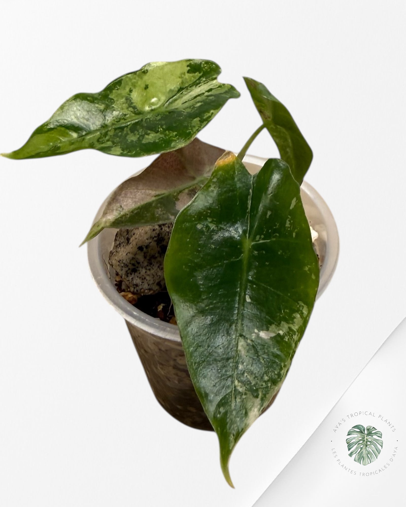 Alocasia Polly Pink Variegated| Rare TC Plant| Aya's Tropical Plants