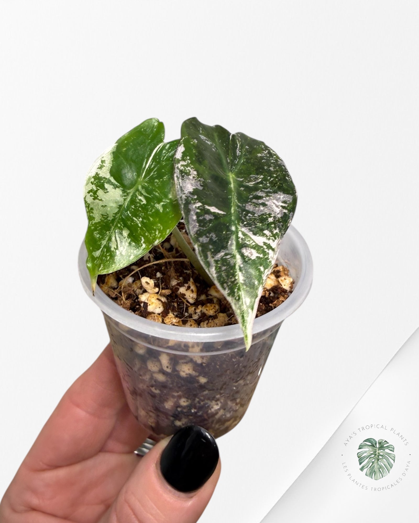 Alocasia Polly Pink Variegated| Rare TC Plant| Aya's Tropical Plants