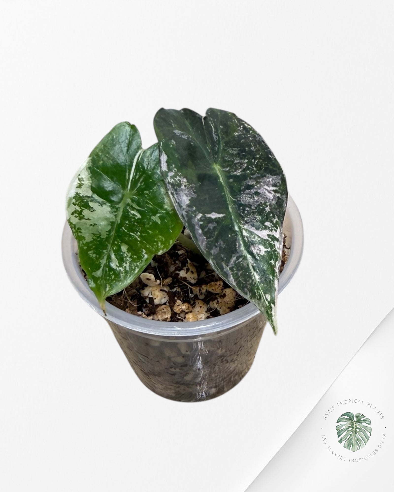 Alocasia Polly Pink Variegated| Rare TC Plant| Aya's Tropical Plants