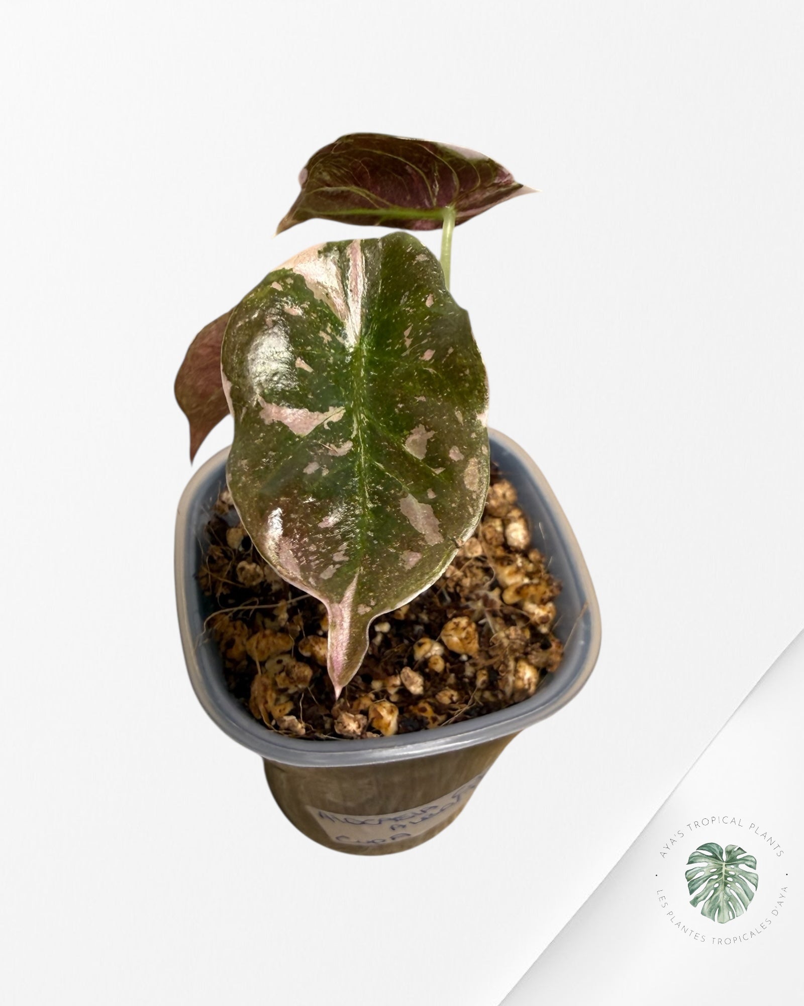 Alocasia Cuprea Albo rose panaché | Plante rare cultivée en culture tropicale | Plantes tropicales d'Aya