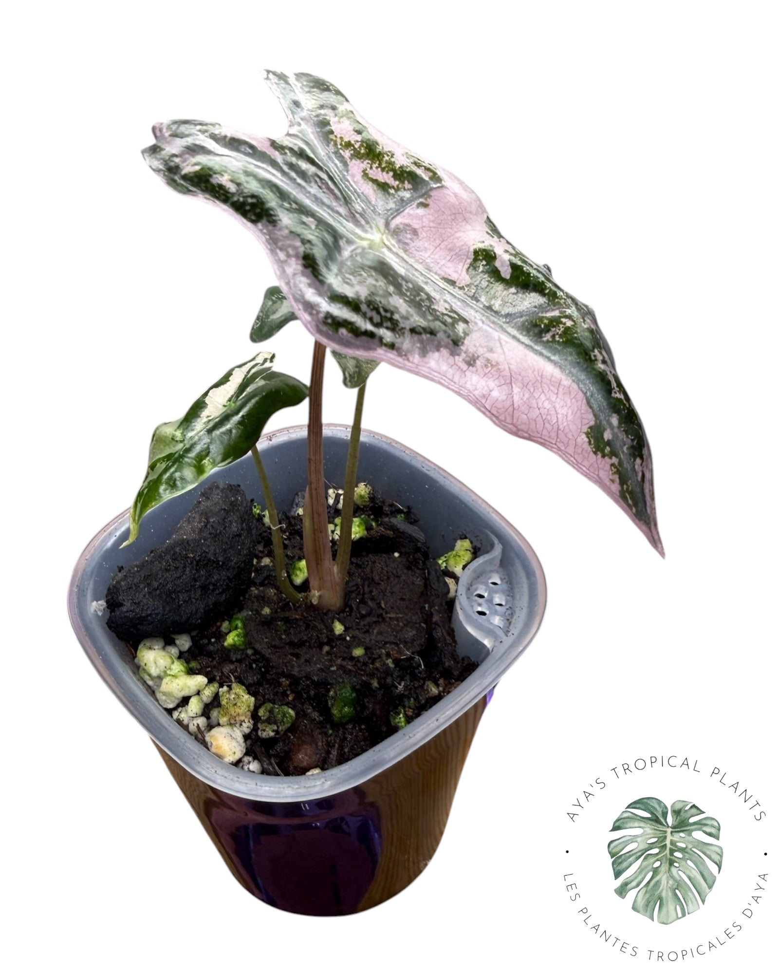 Alocasia Nobilis Pink Variegated