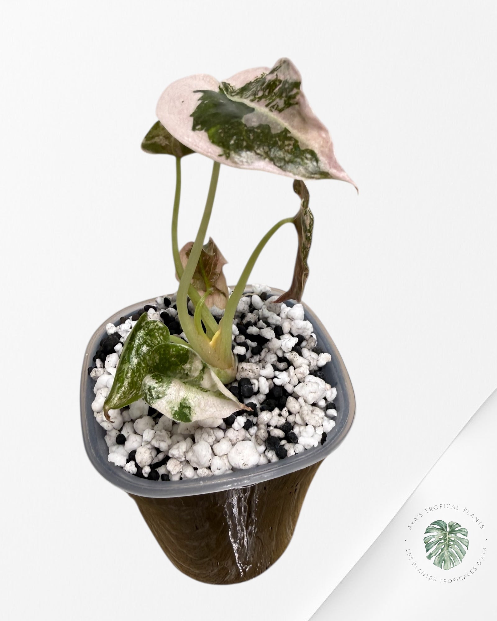 Alocasia Cuprea Albo rose panaché | Plante rare cultivée en culture tropicale | Plantes tropicales d'Aya