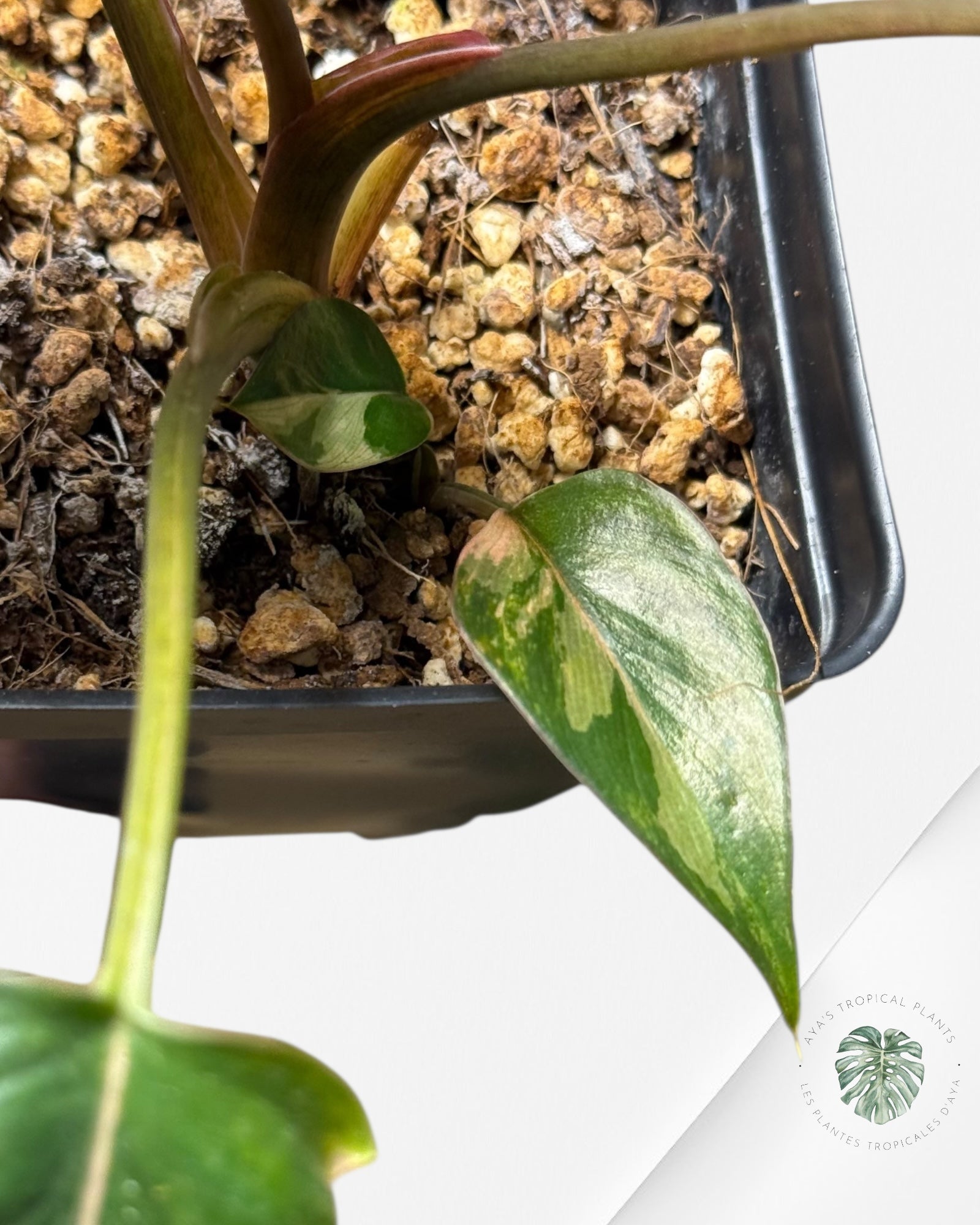 Homalomena Pink Diamond - V