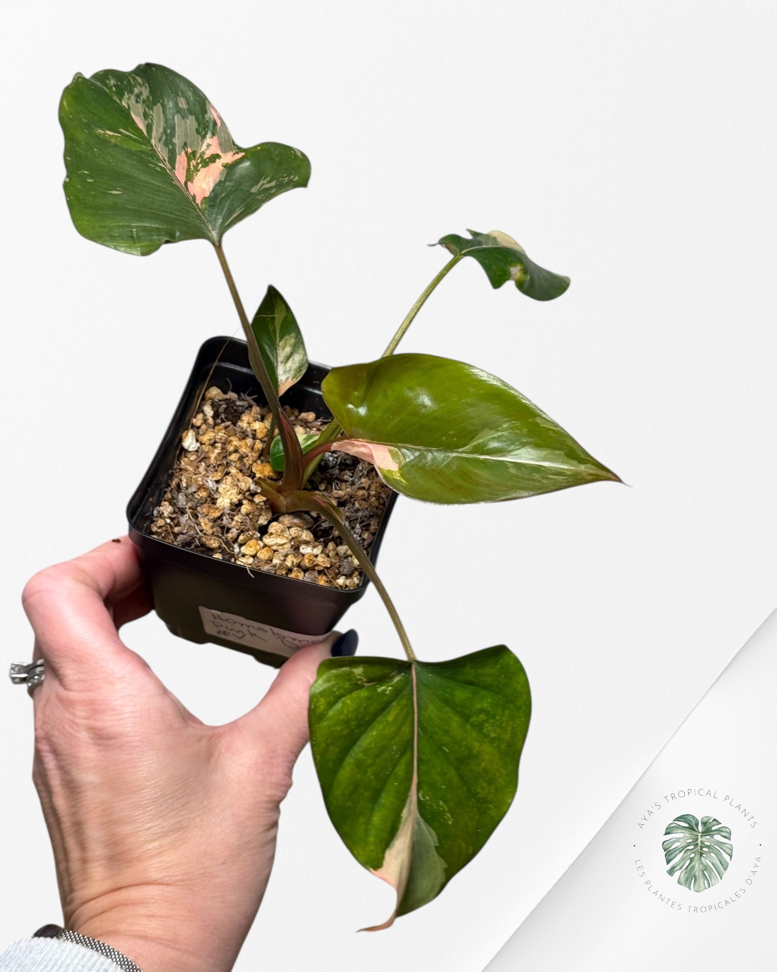 Homalomena Pink Diamond - V