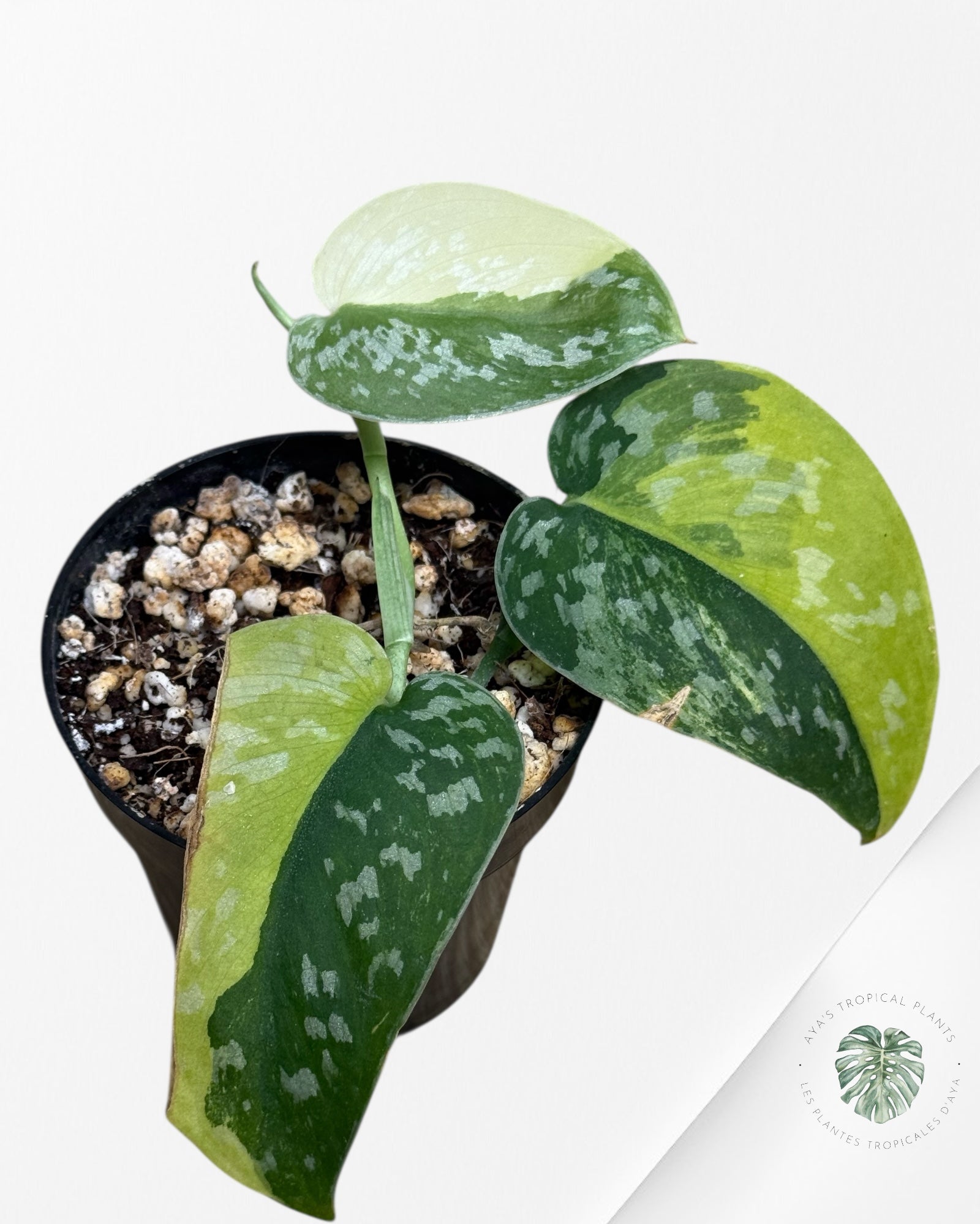 Scindapsus Argyrus Fantasy -617