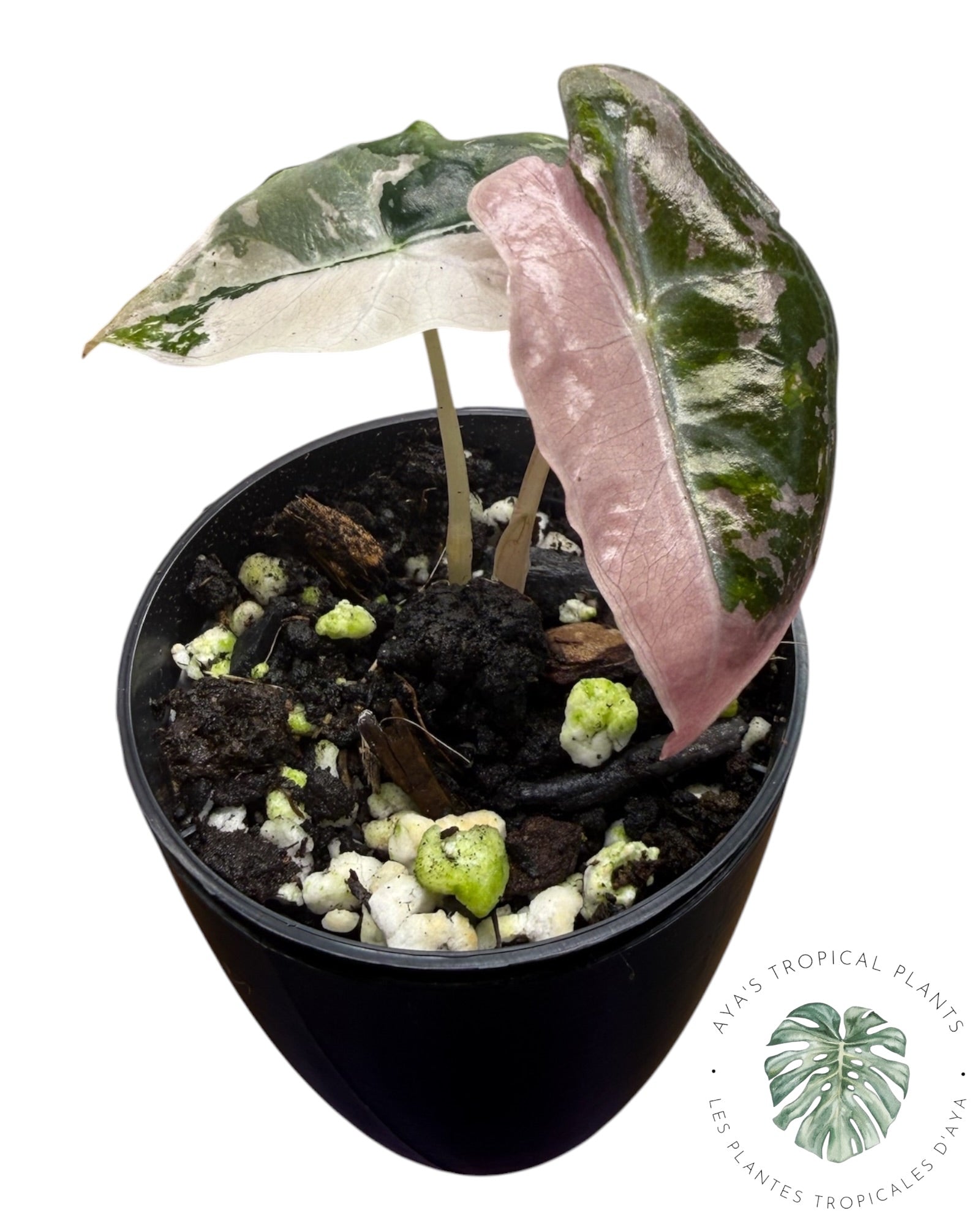 Alocasia Nobilis Panaché Rose