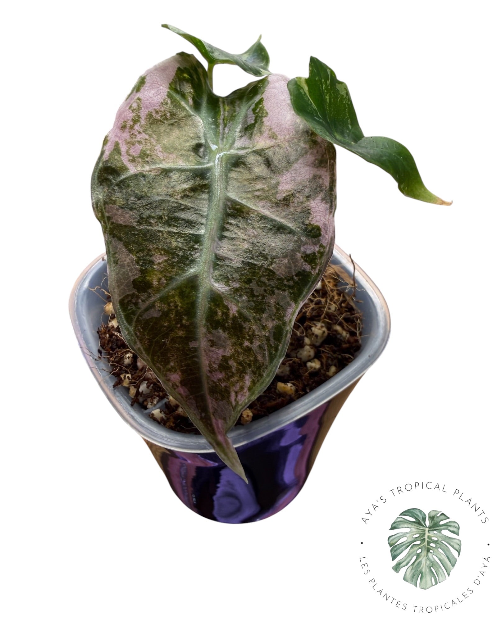 Alocasia Polly Pink Snowflake (Grade A)