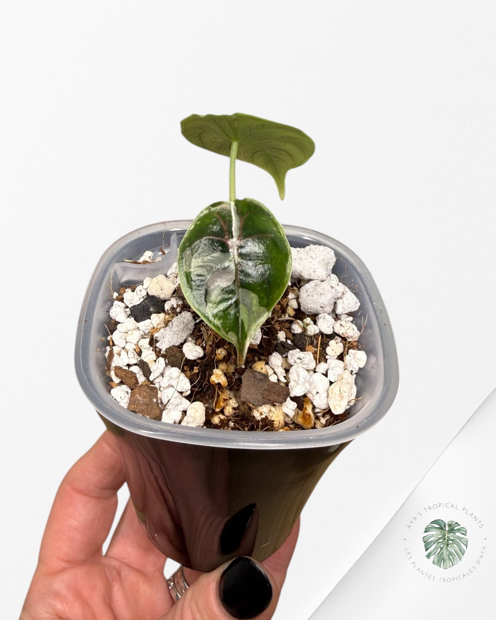 Alocasia Azlanii Variegated Pink| Rare TC Plant| Aya's Tropical Plants