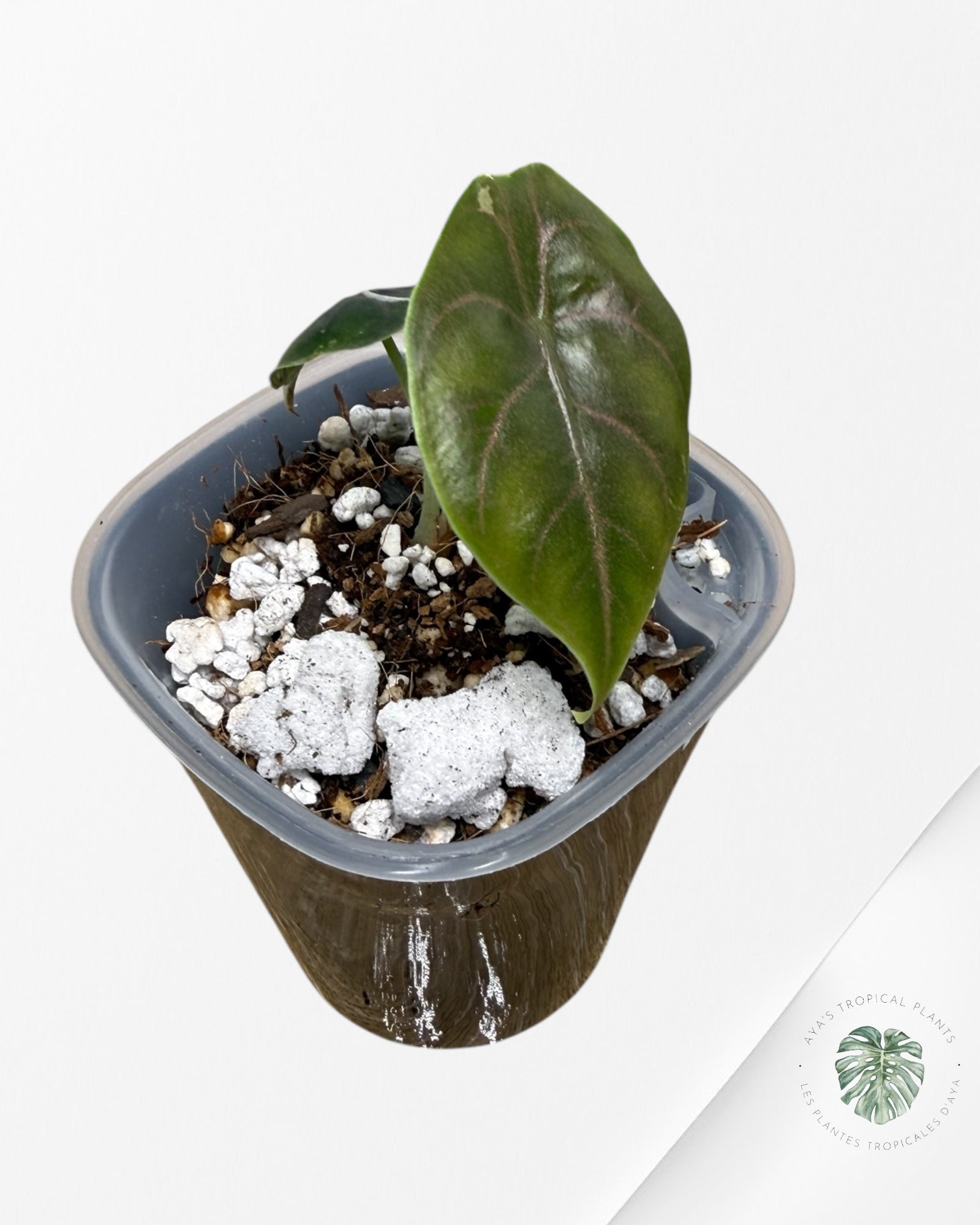 Alocasia Azlanii Variegated Pink| Rare TC Plant| Aya's Tropical Plants