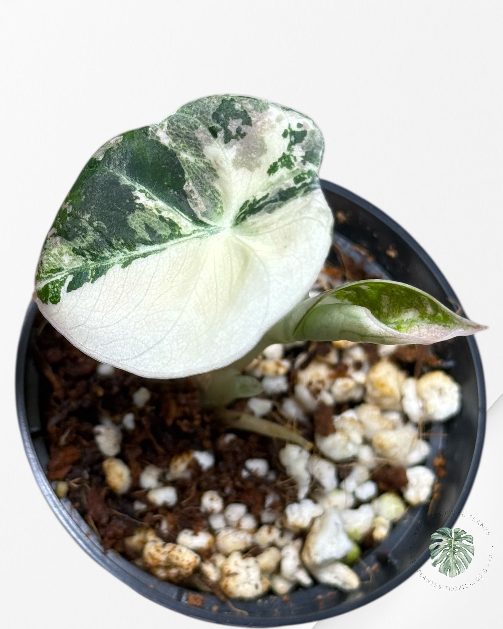 Alocasia Black Velvet Pink Variegated - 22C